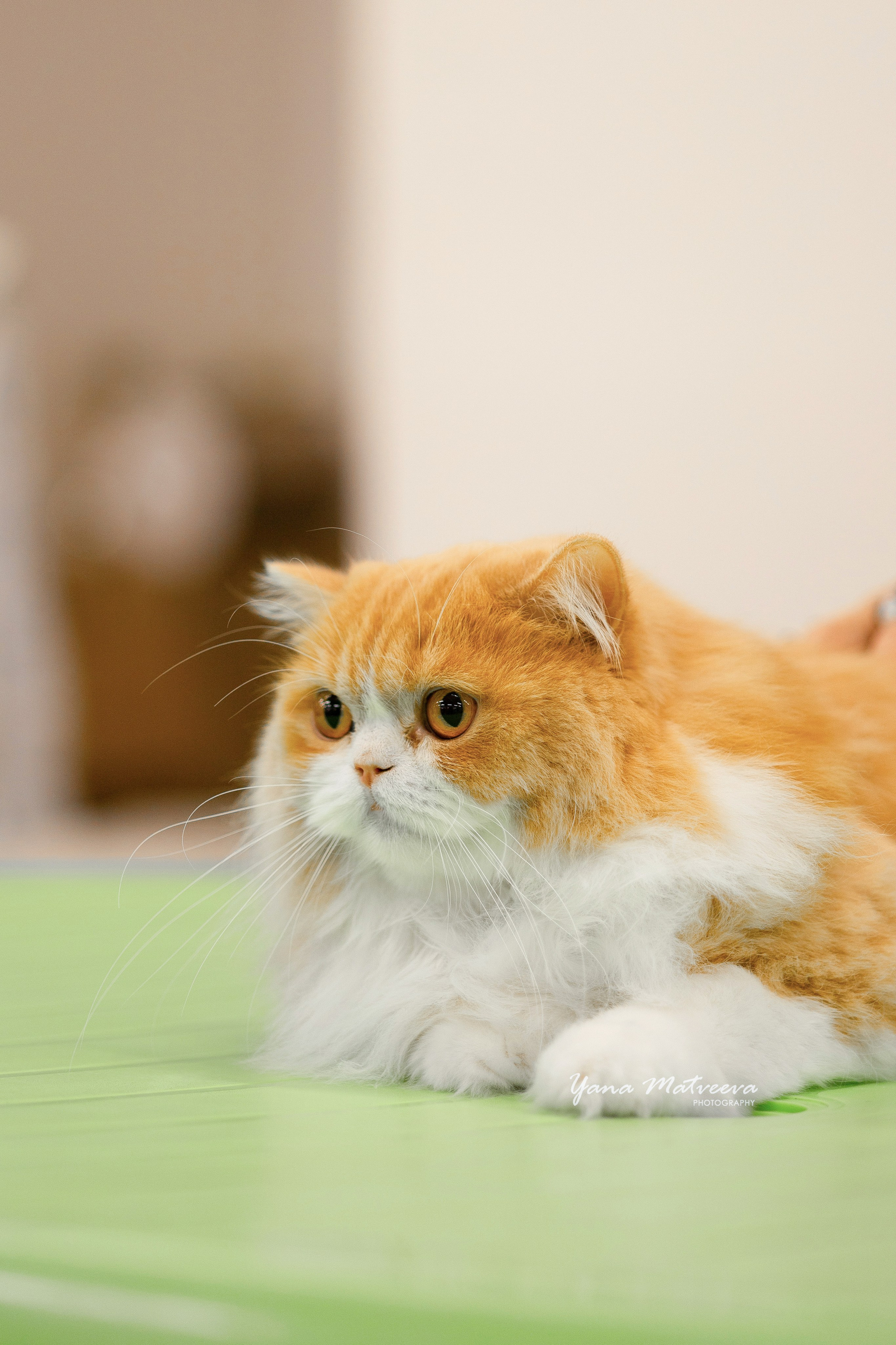 Кошки. Фотограф Яна Матвеева в Ижевске