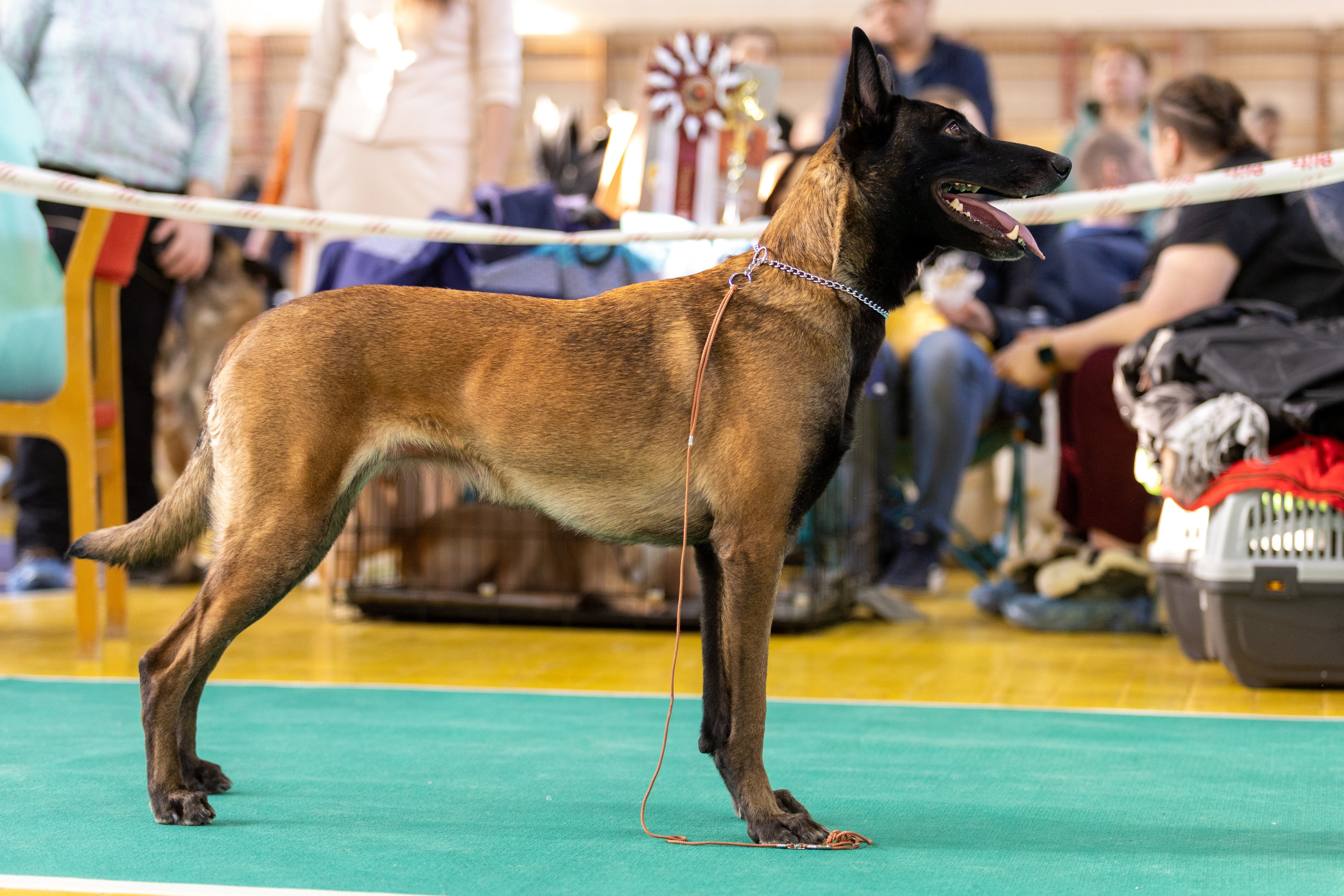Собаки. Фотограф Яна Матвеева в Ижевске