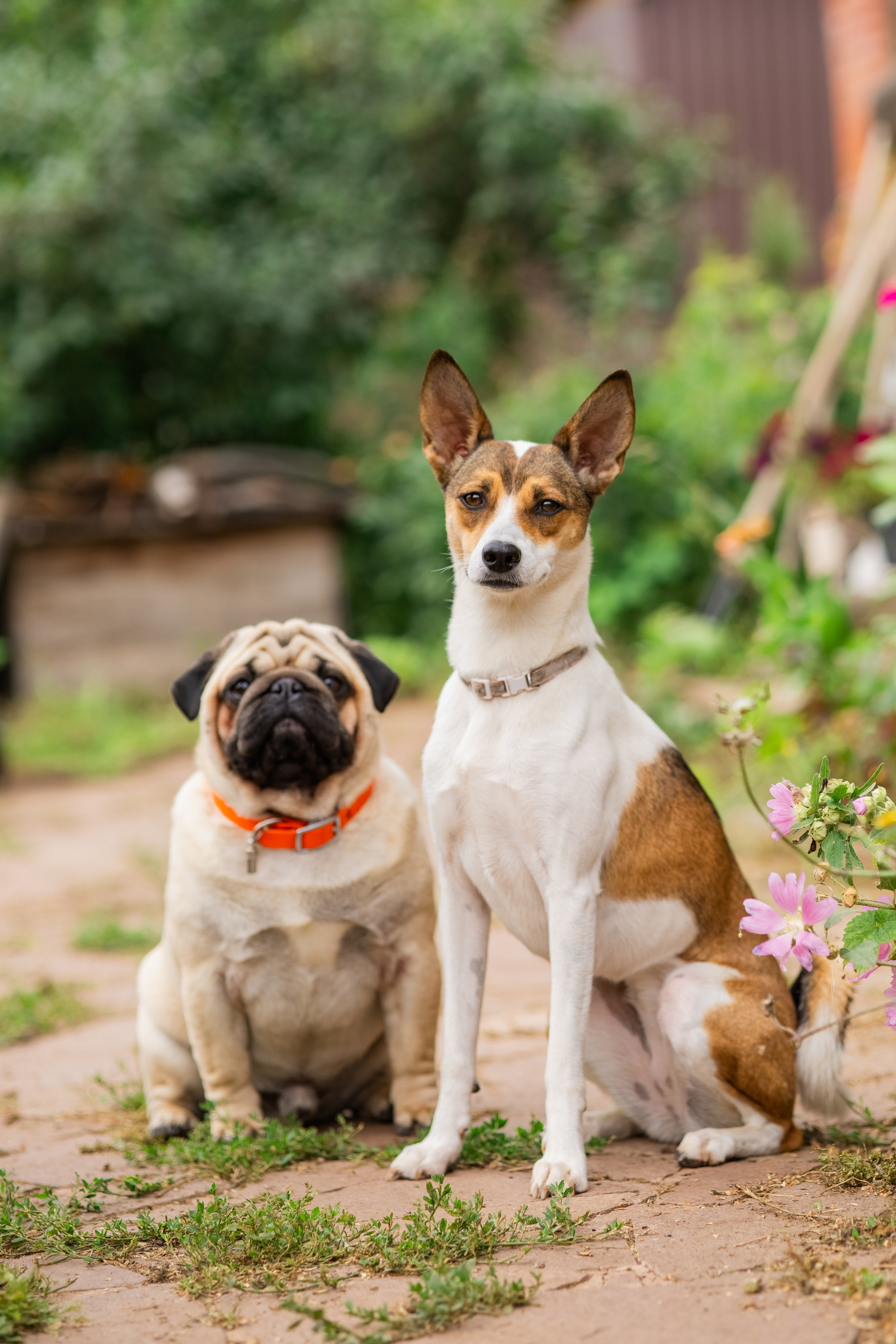 Сёма и Жужа. Август. Фотограф Яна Матвеева в Ижевске