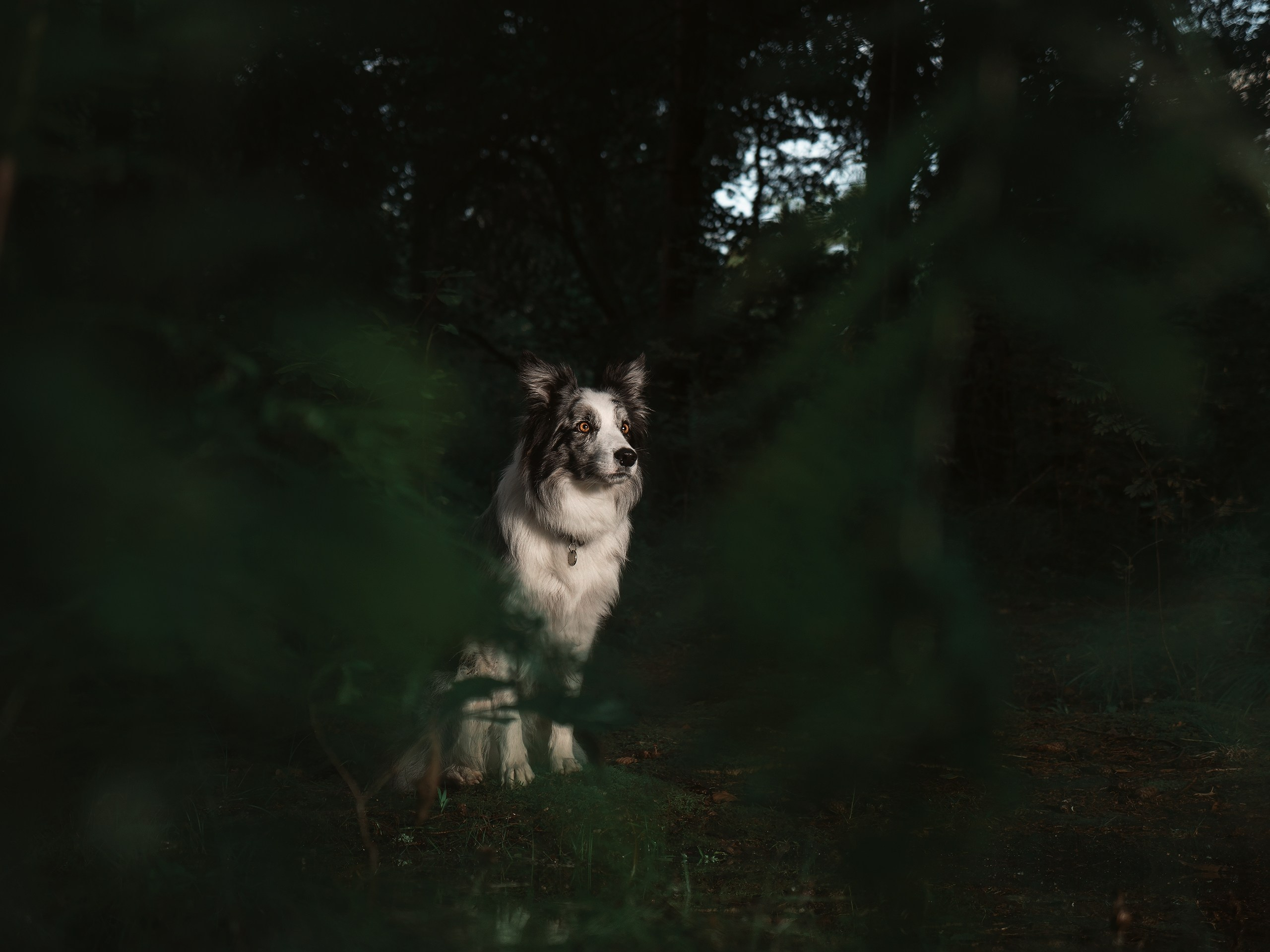 Животные. Фотограф анималист Никита Натальный