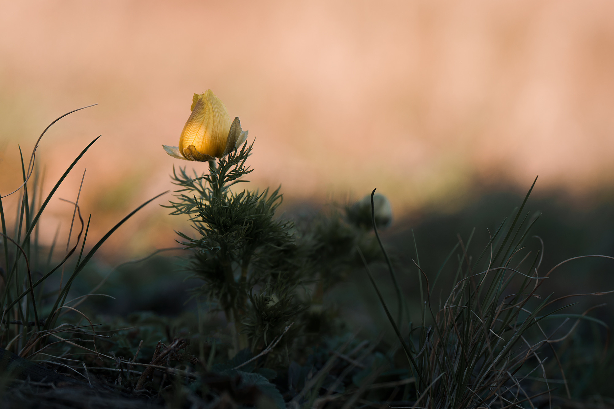 В мире цветов. Пейзажный фотограф Руслан Лукманов