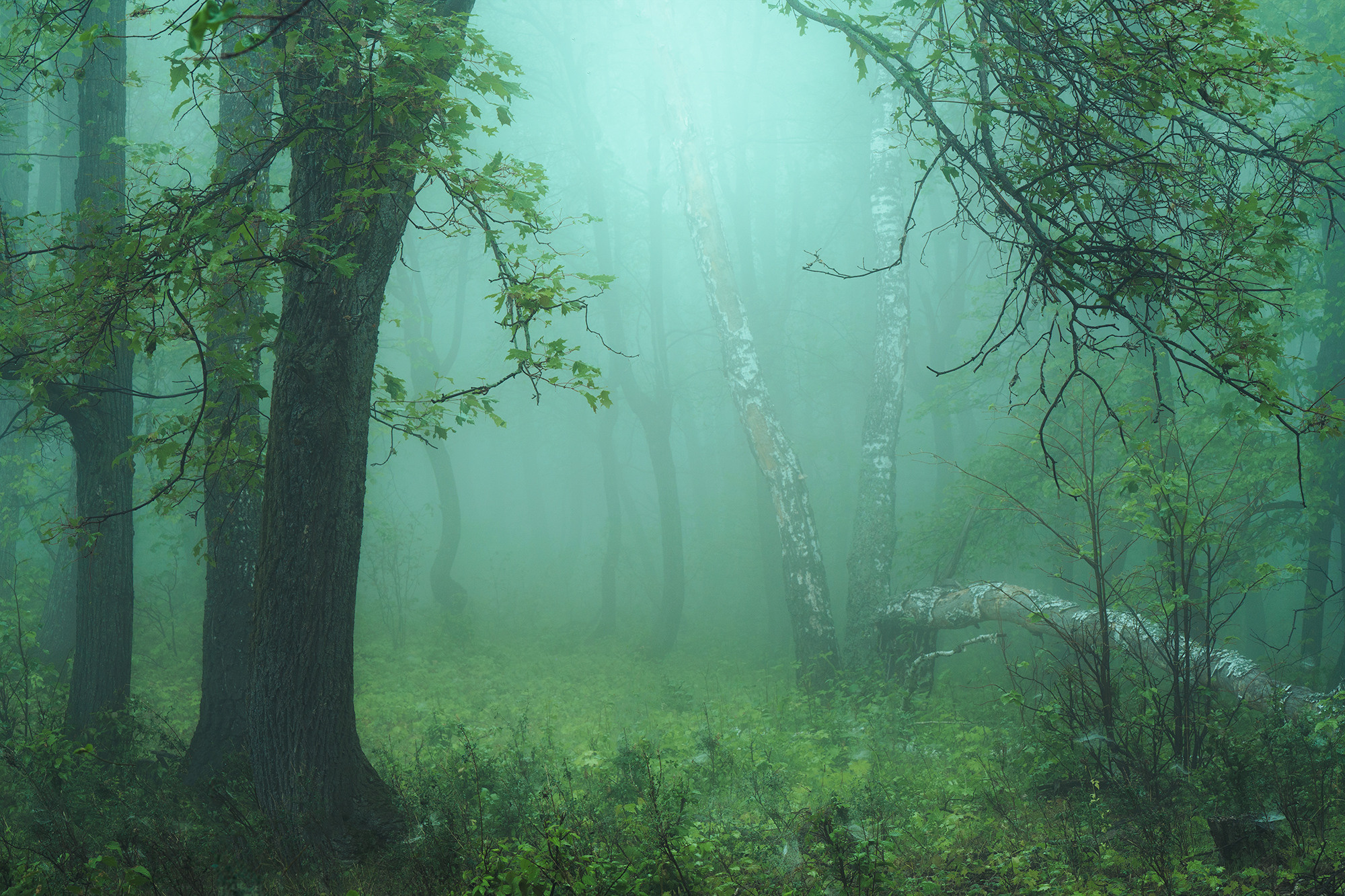Лето, лес, деревья…. Пейзажный фотограф Руслан Лукманов