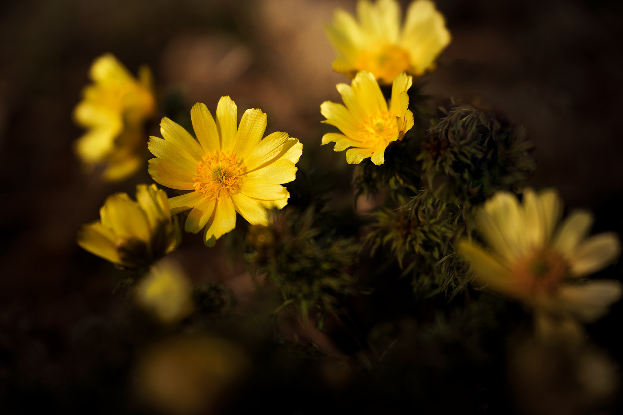 В мире цветов. Пейзажный фотограф Руслан Лукманов