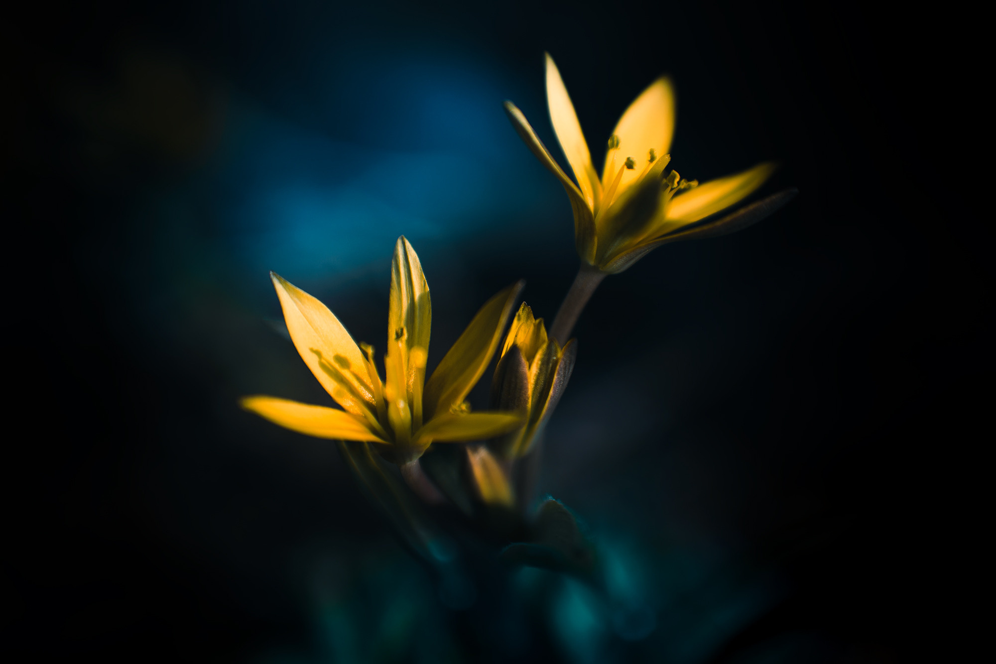 В мире цветов. Пейзажный фотограф Руслан Лукманов