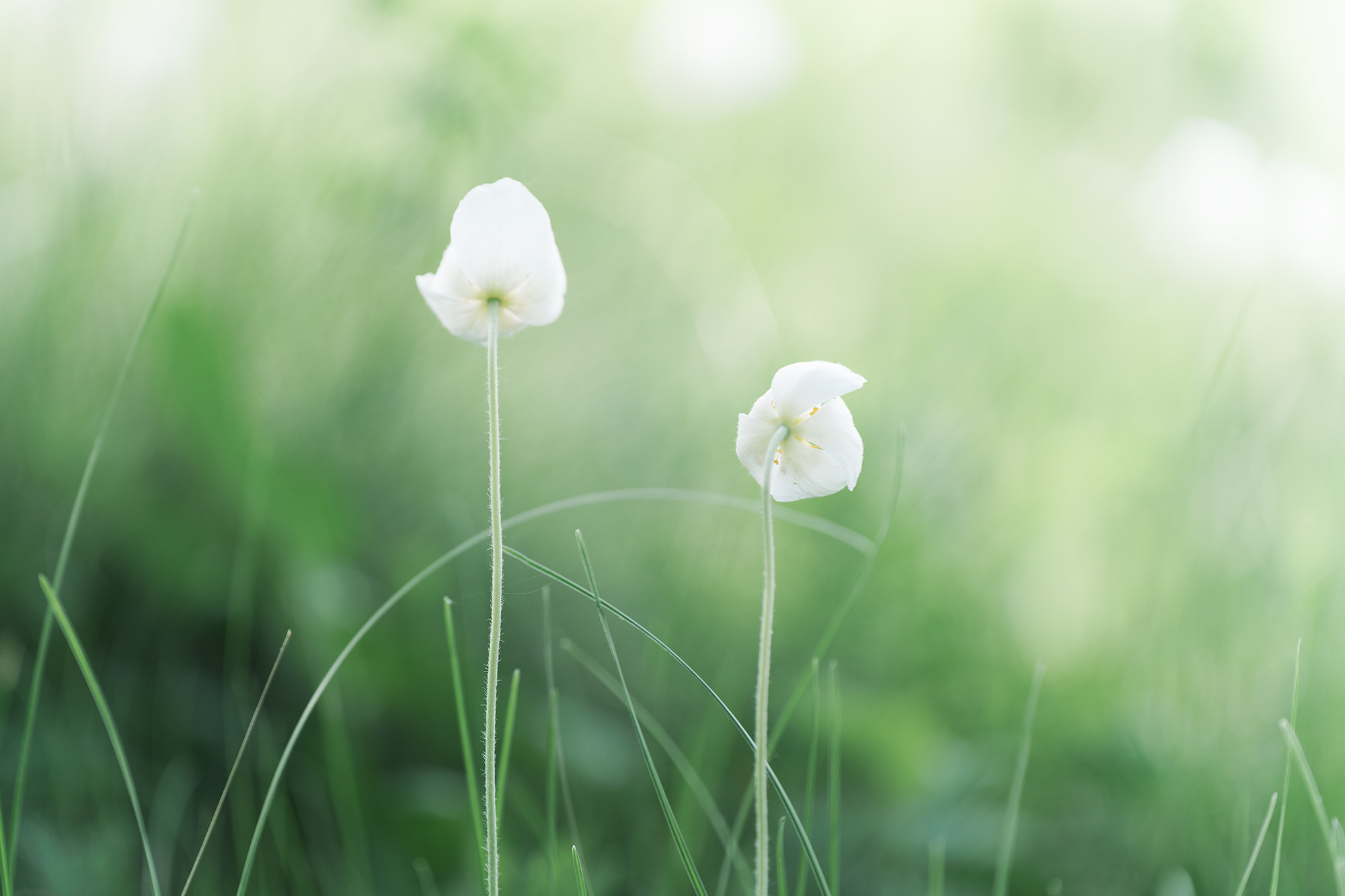 В мире цветов. Пейзажный фотограф Руслан Лукманов