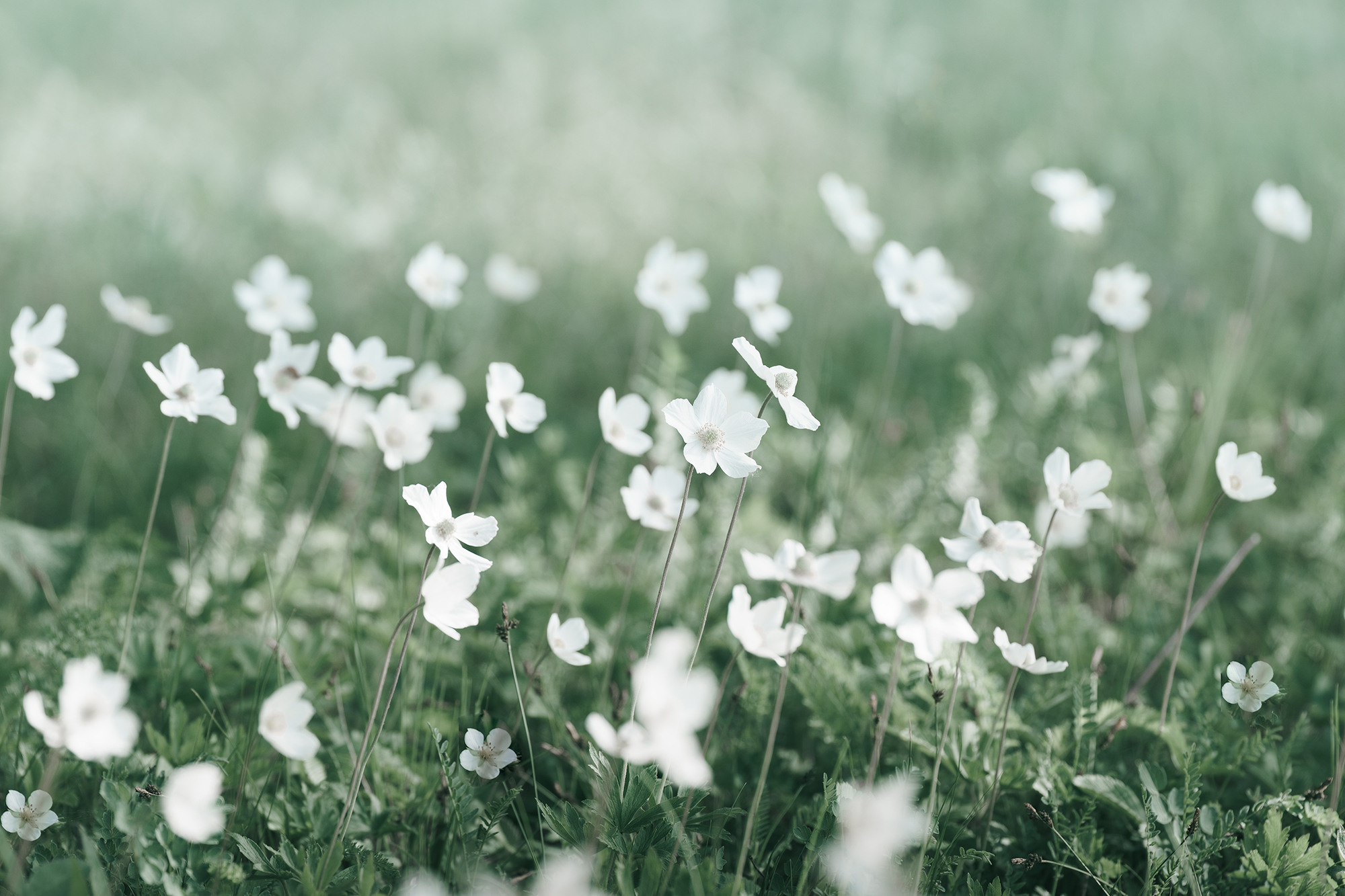 В мире цветов. Пейзажный фотограф Руслан Лукманов
