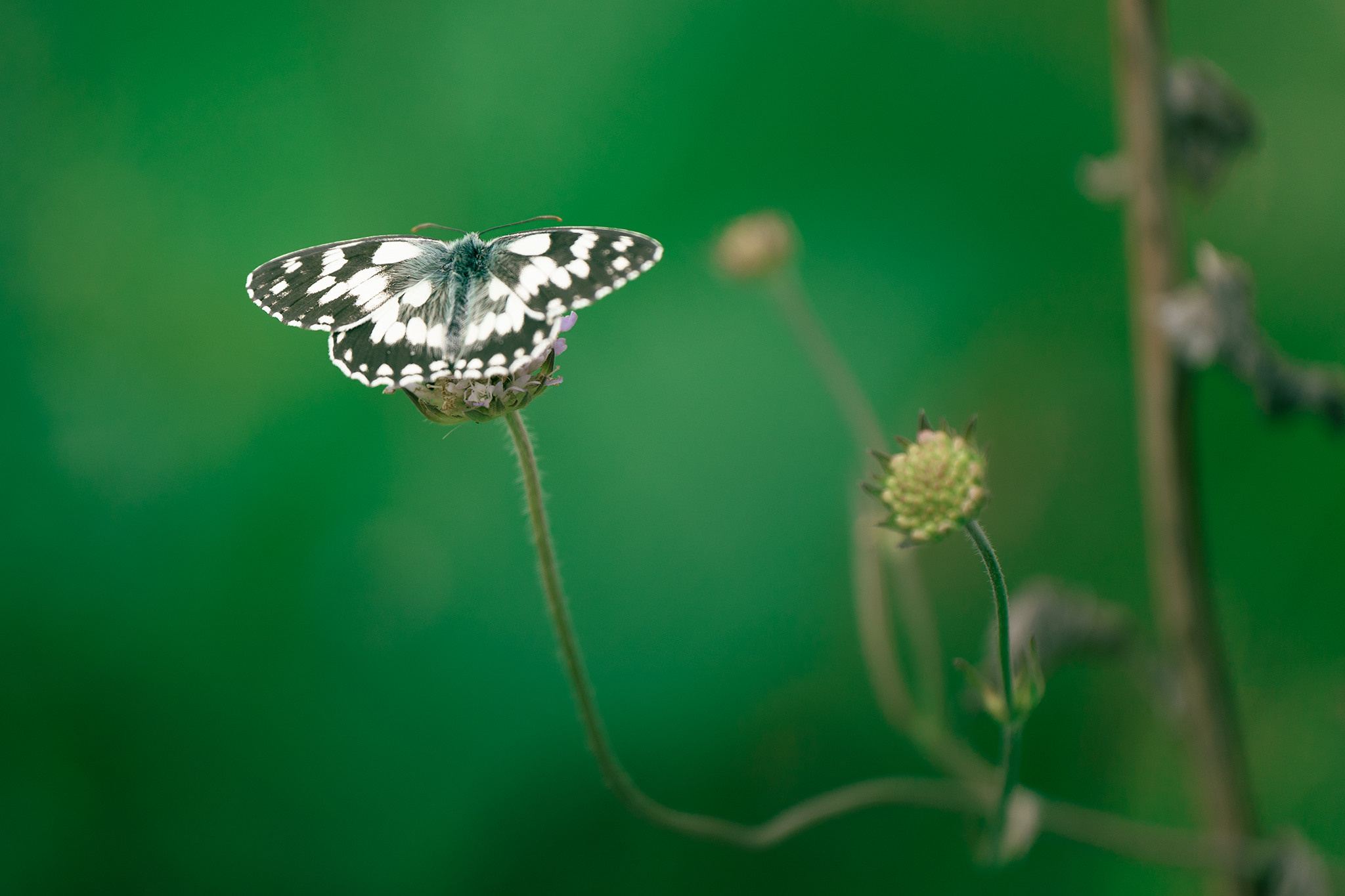 В мире цветов. Пейзажный фотограф Руслан Лукманов