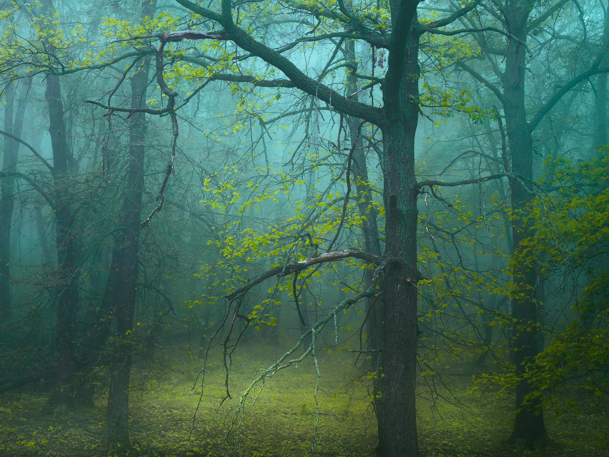 Лето, лес, деревья…. Пейзажный фотограф Руслан Лукманов