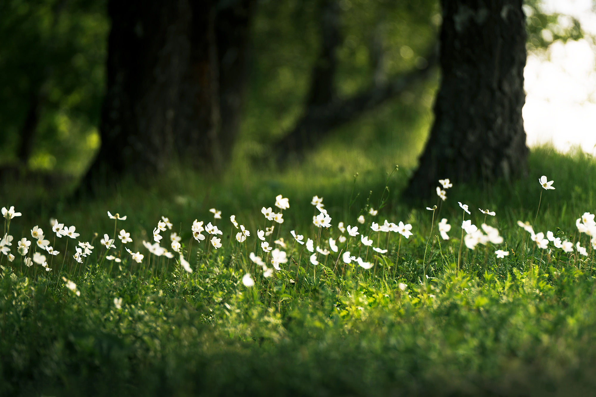 В мире цветов. Пейзажный фотограф Руслан Лукманов