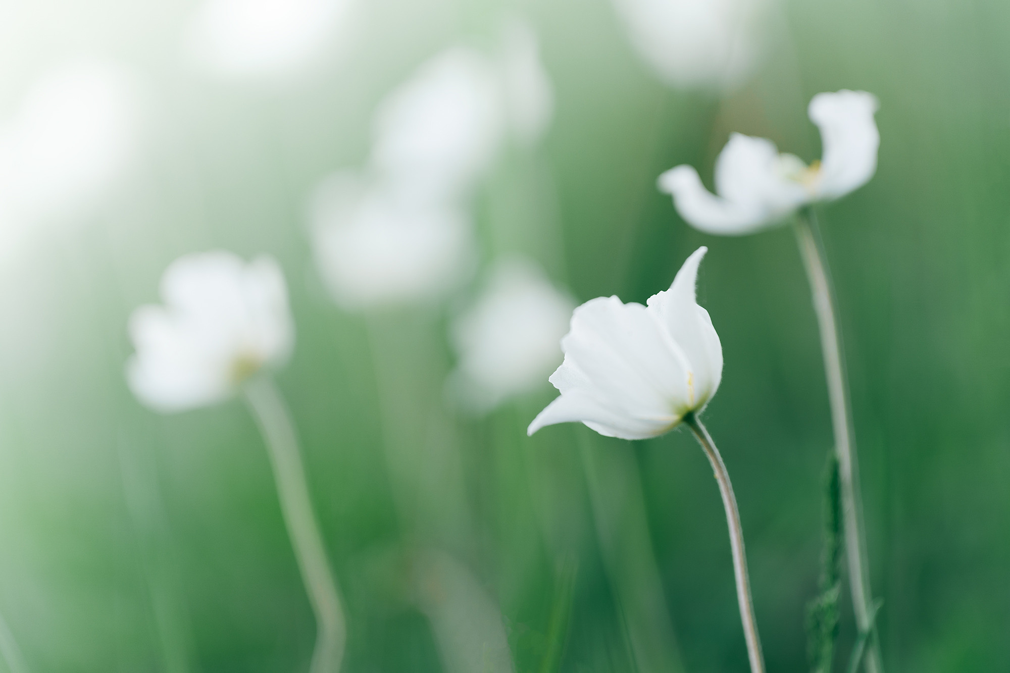 В мире цветов. Пейзажный фотограф Руслан Лукманов
