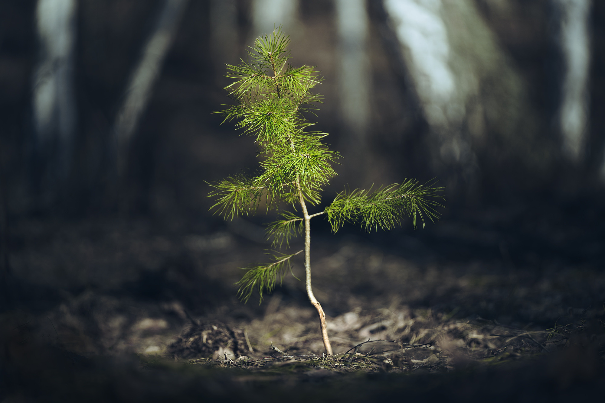 Лето, лес, деревья…. Пейзажный фотограф Руслан Лукманов