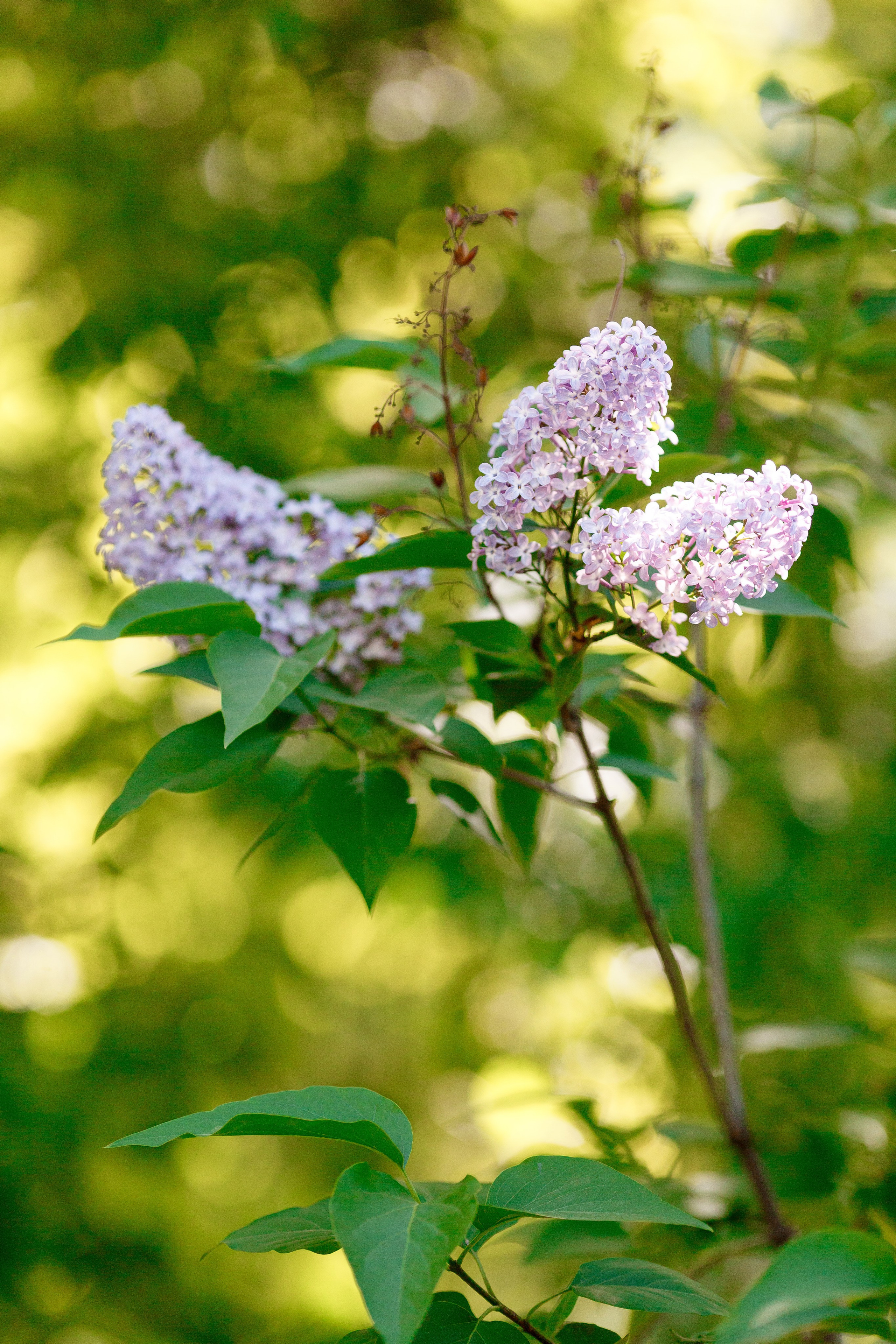 Последний звонок 2024. Репортажный фотограф Борис Геер