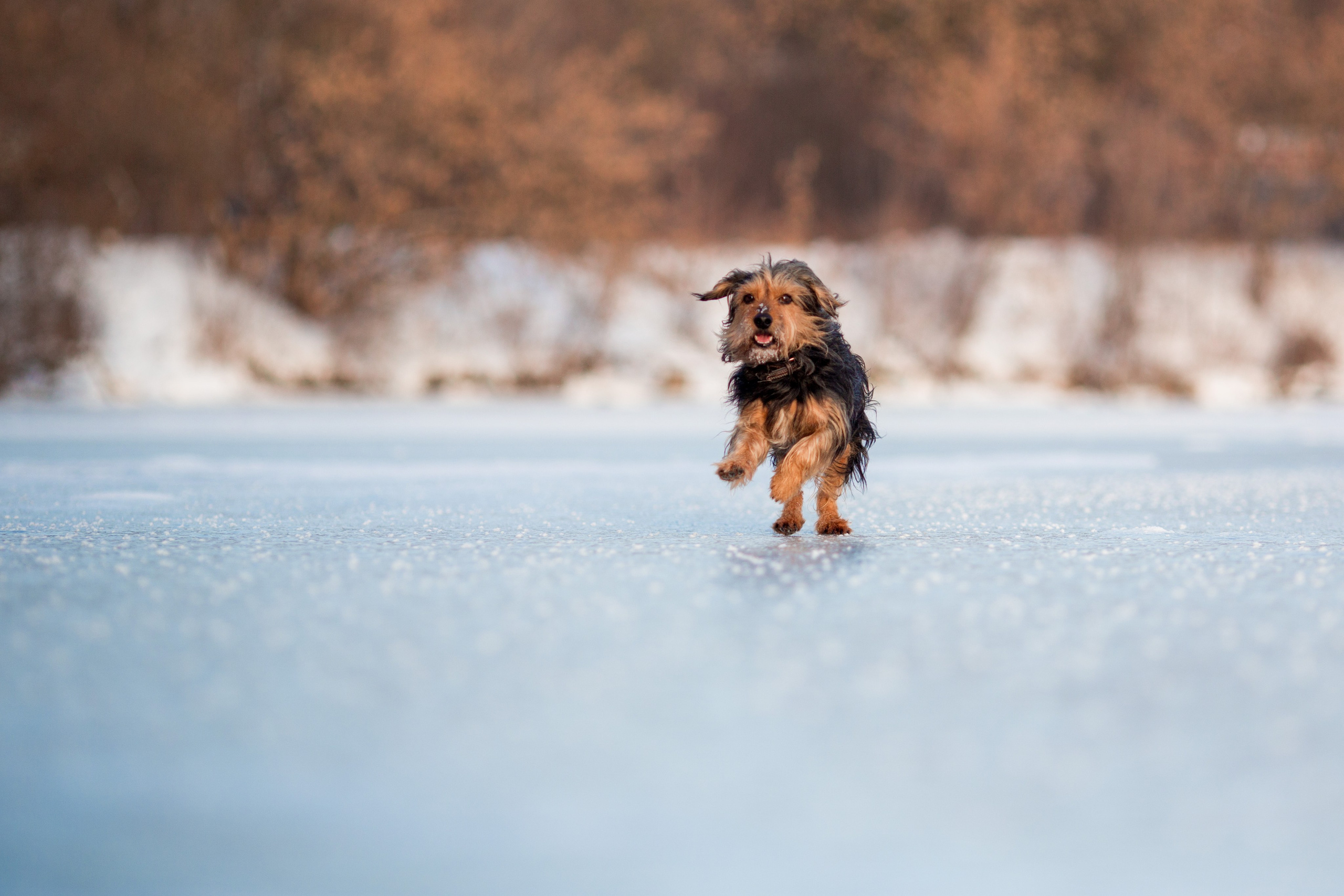 Зимняя прогулка. Репортажный фотограф Борис Геер