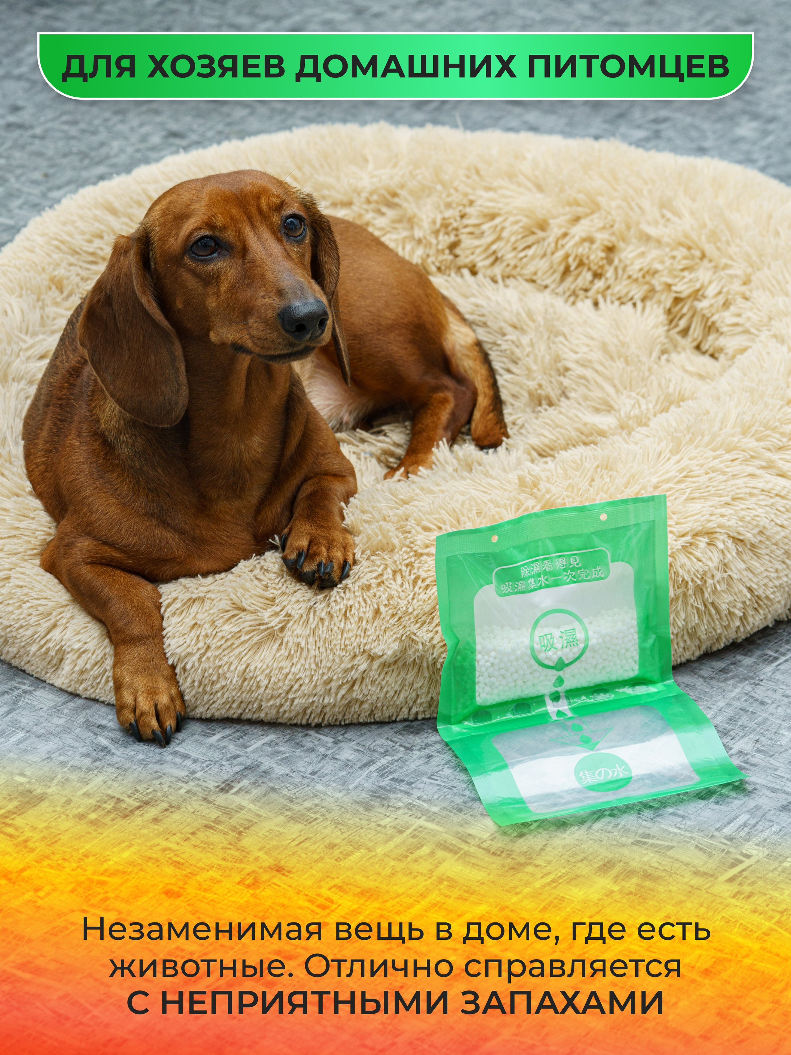 Такса Марго. KED Production — продакшн из СПб. Создаём фото, видео и контент, который помогает брендам и селлерам продавать больше