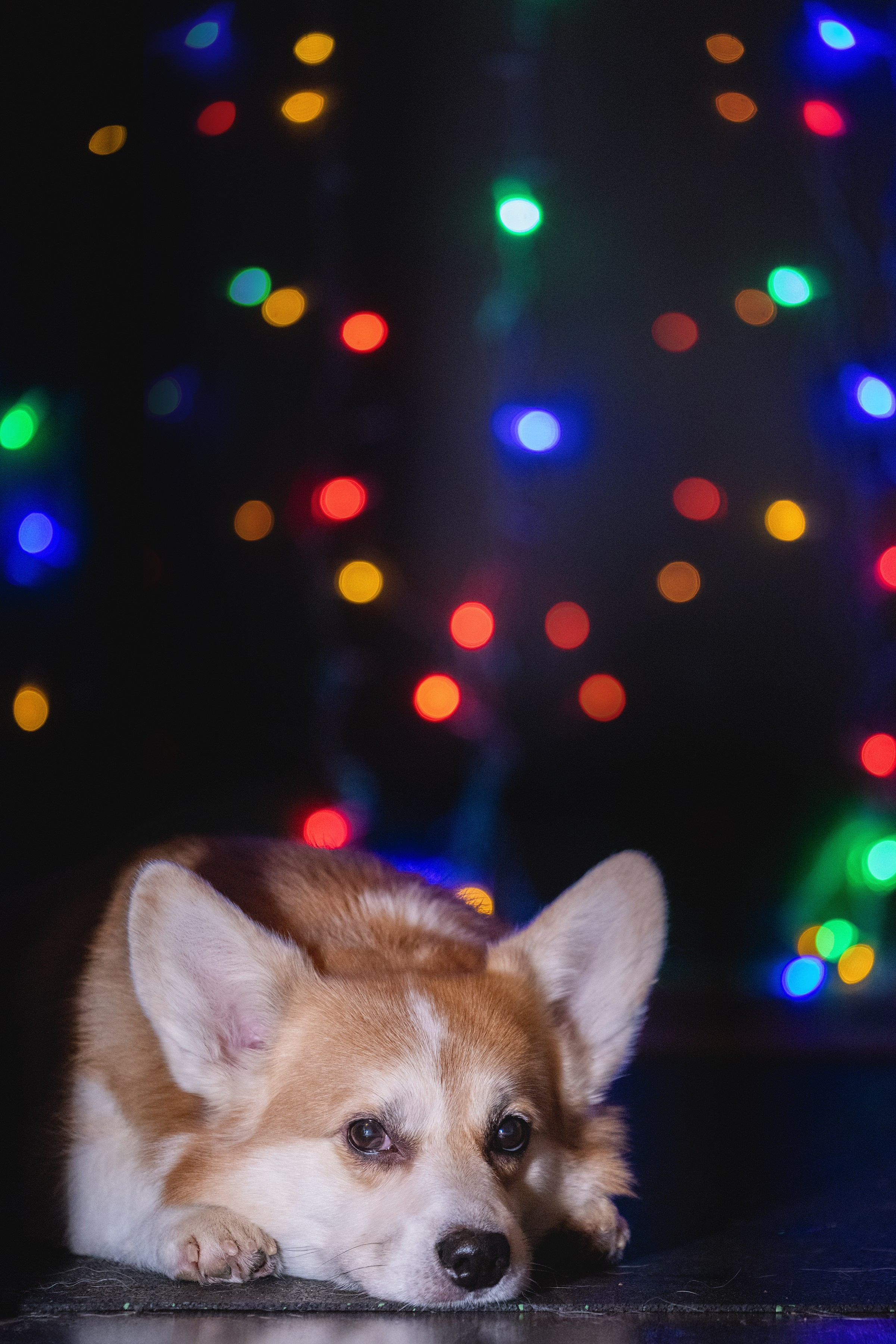 Фотограф Алена Звездина