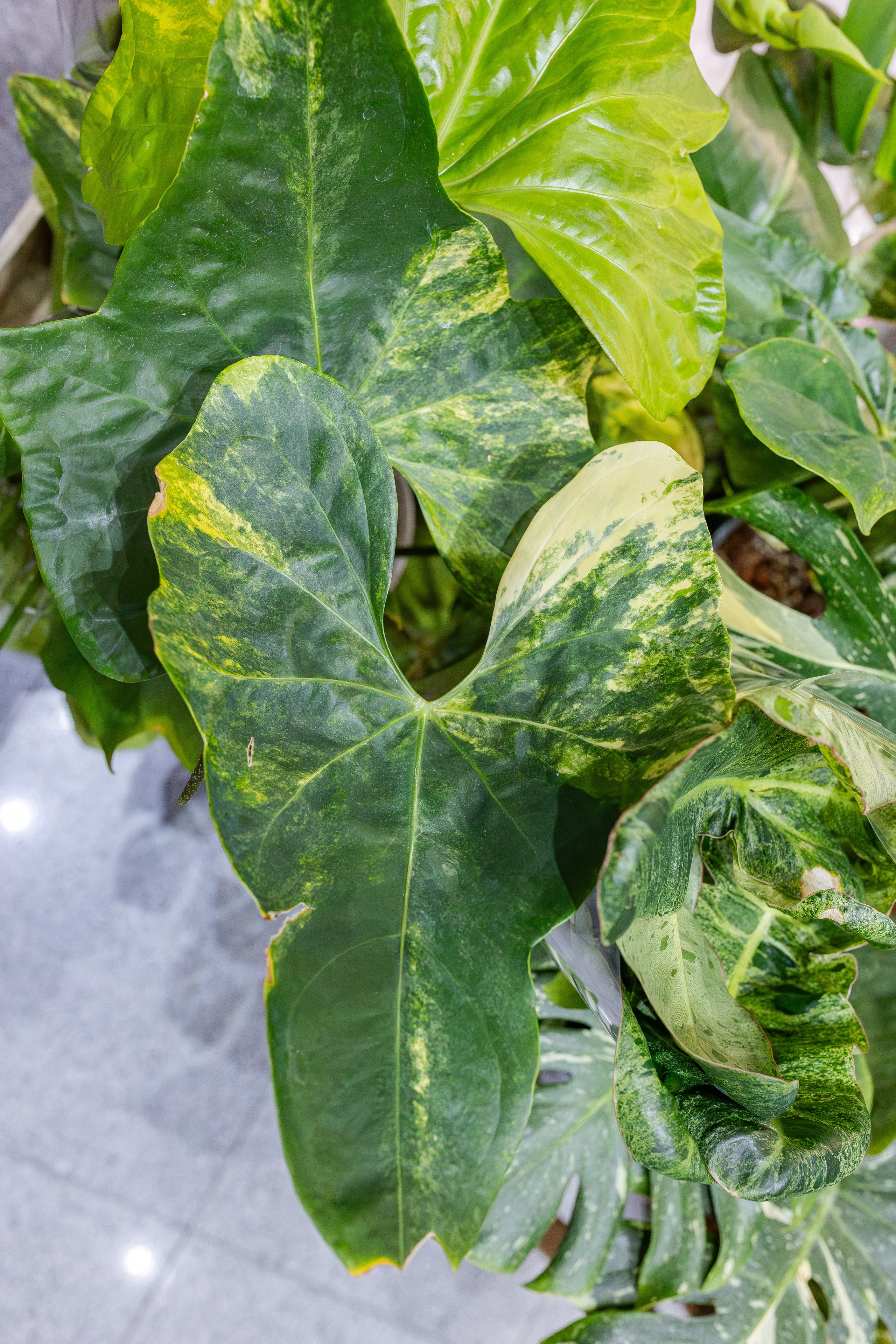 Монстериум апрель 2026. Александра Куликова фотограф, Москва