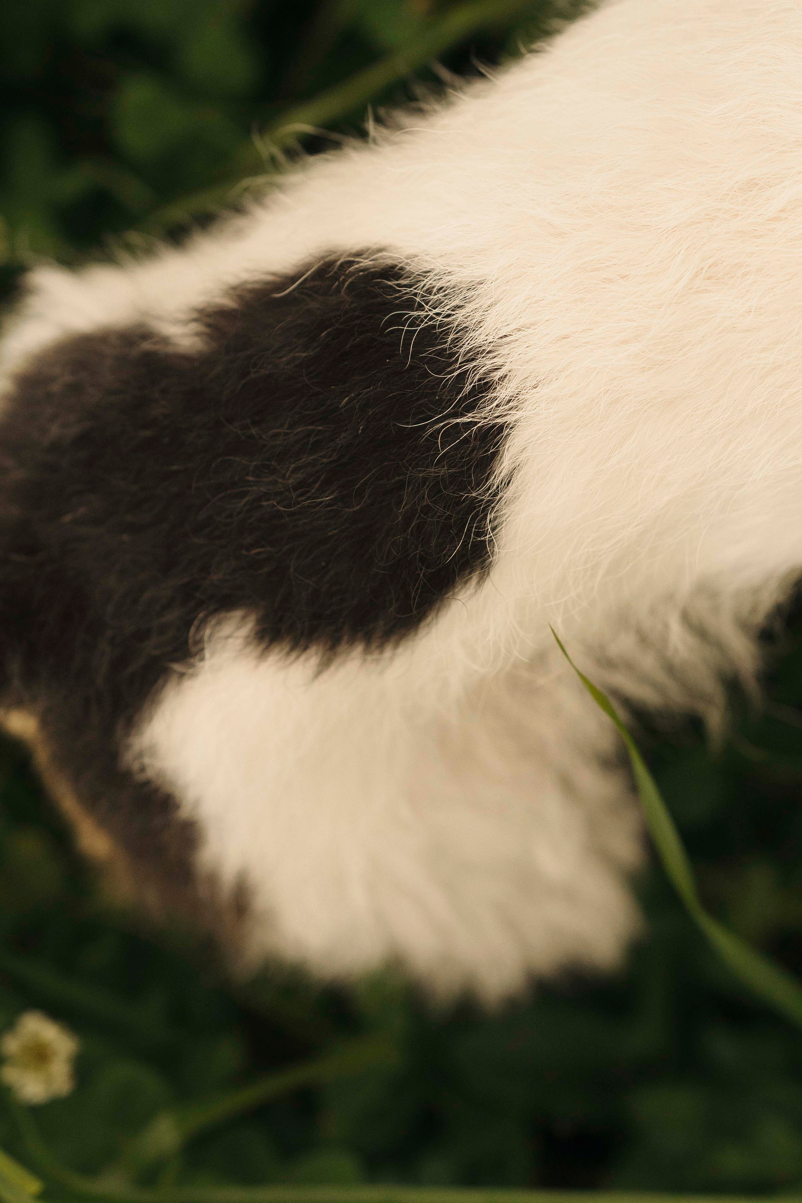 Мартин. Фотограф- анималист Александра Матвеева