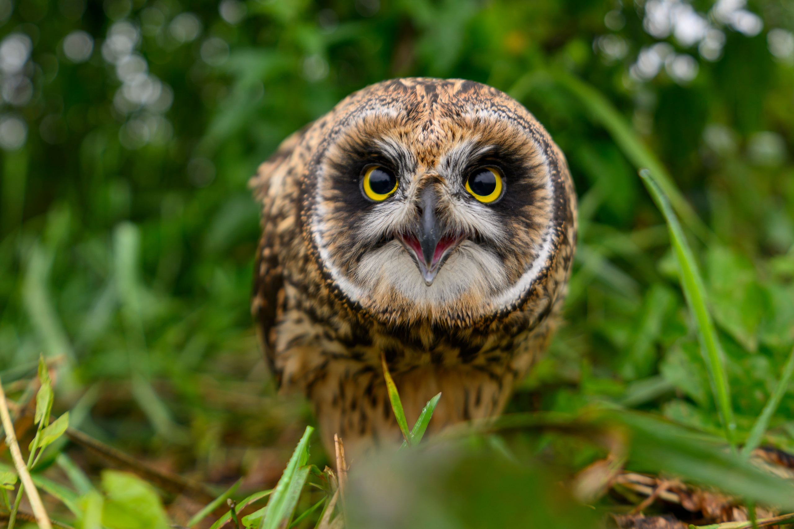 Фотосессия совенка | Owlet photo session. Фотограф Сергей Пупонин