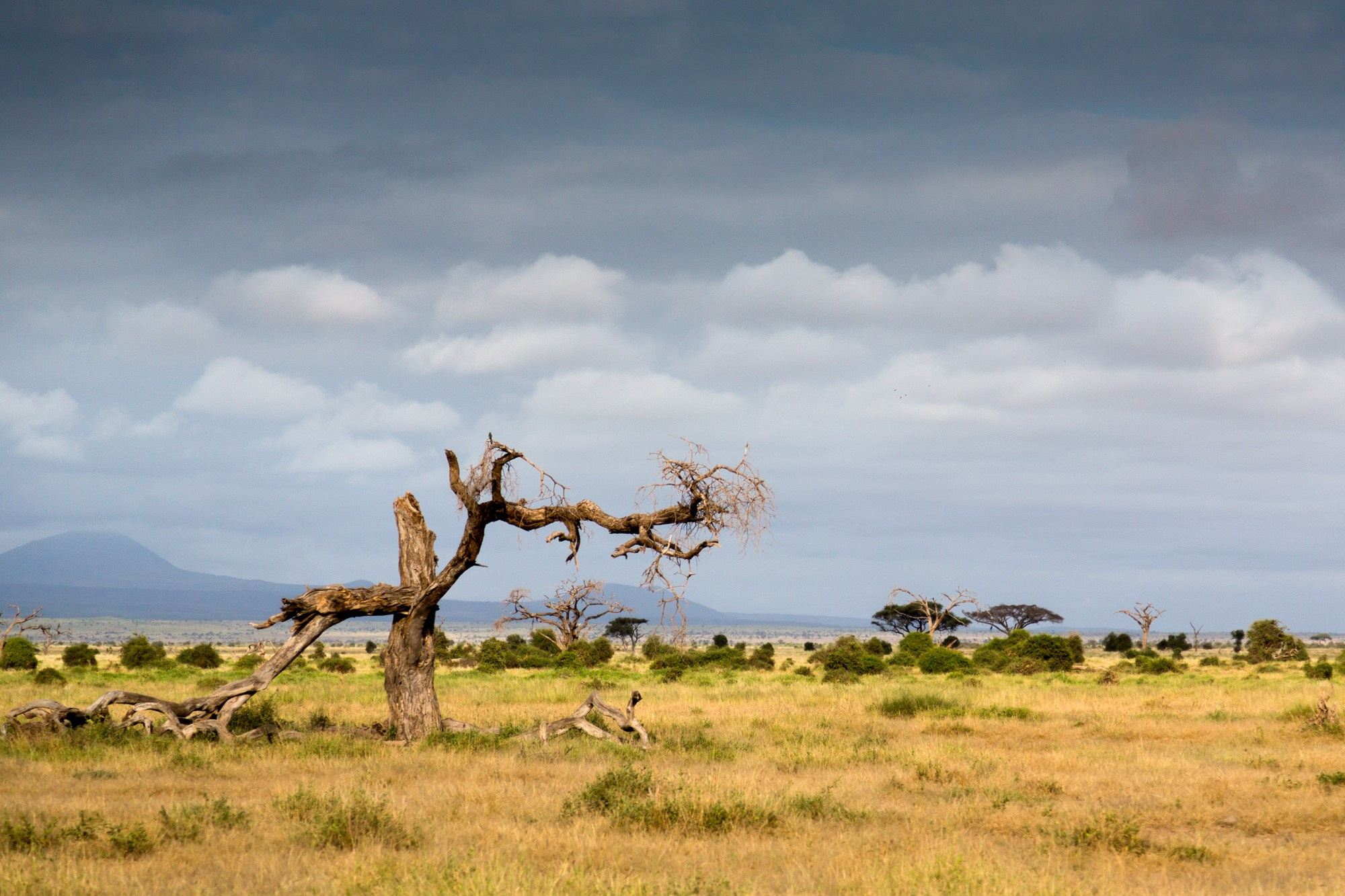 Африка. Кения. Фотосъёмка животных в африканской саванне. Фотограф Алексей Скоробогатько