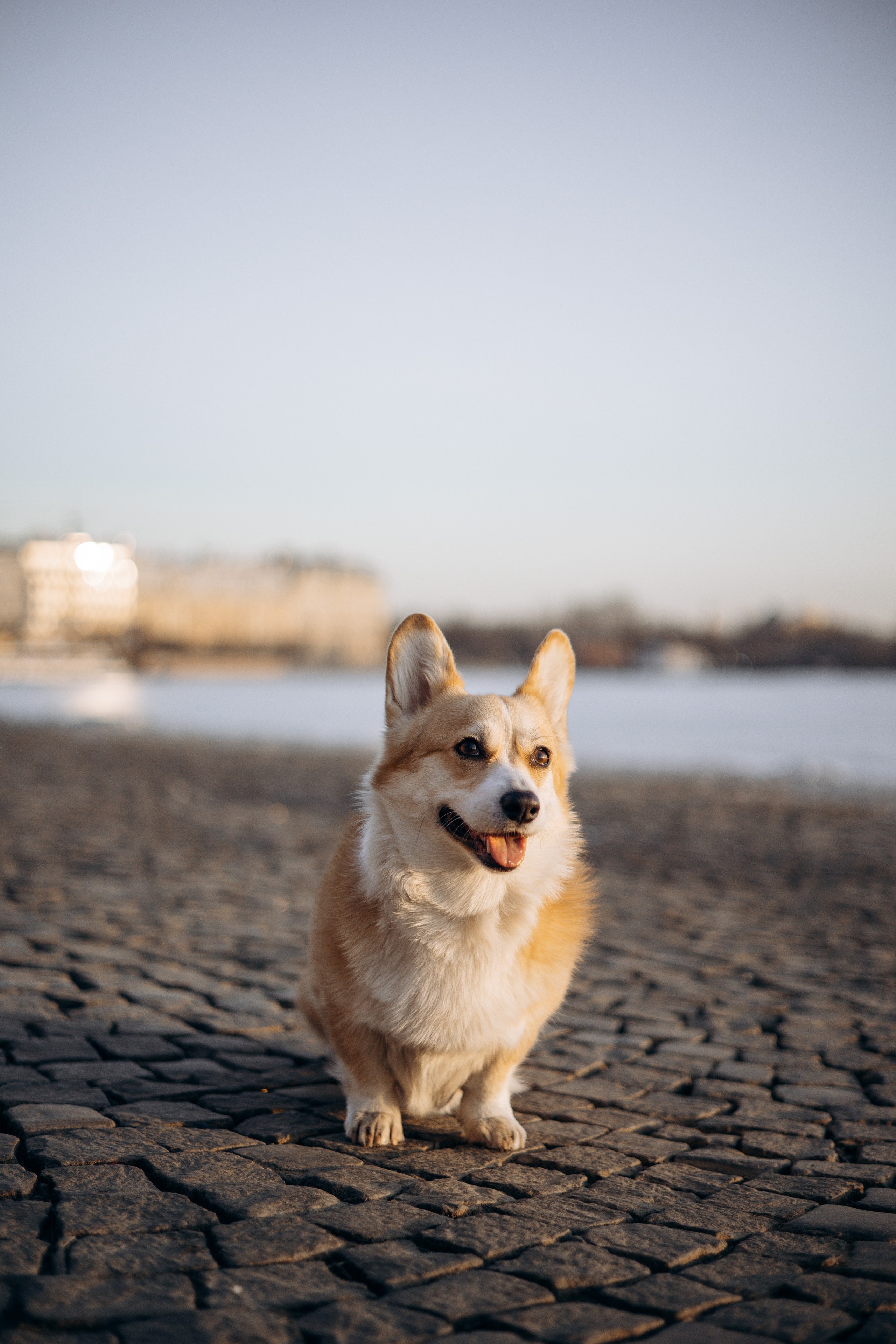 Настя и Ева. Фотограф — Анималист | Санкт-Петербург