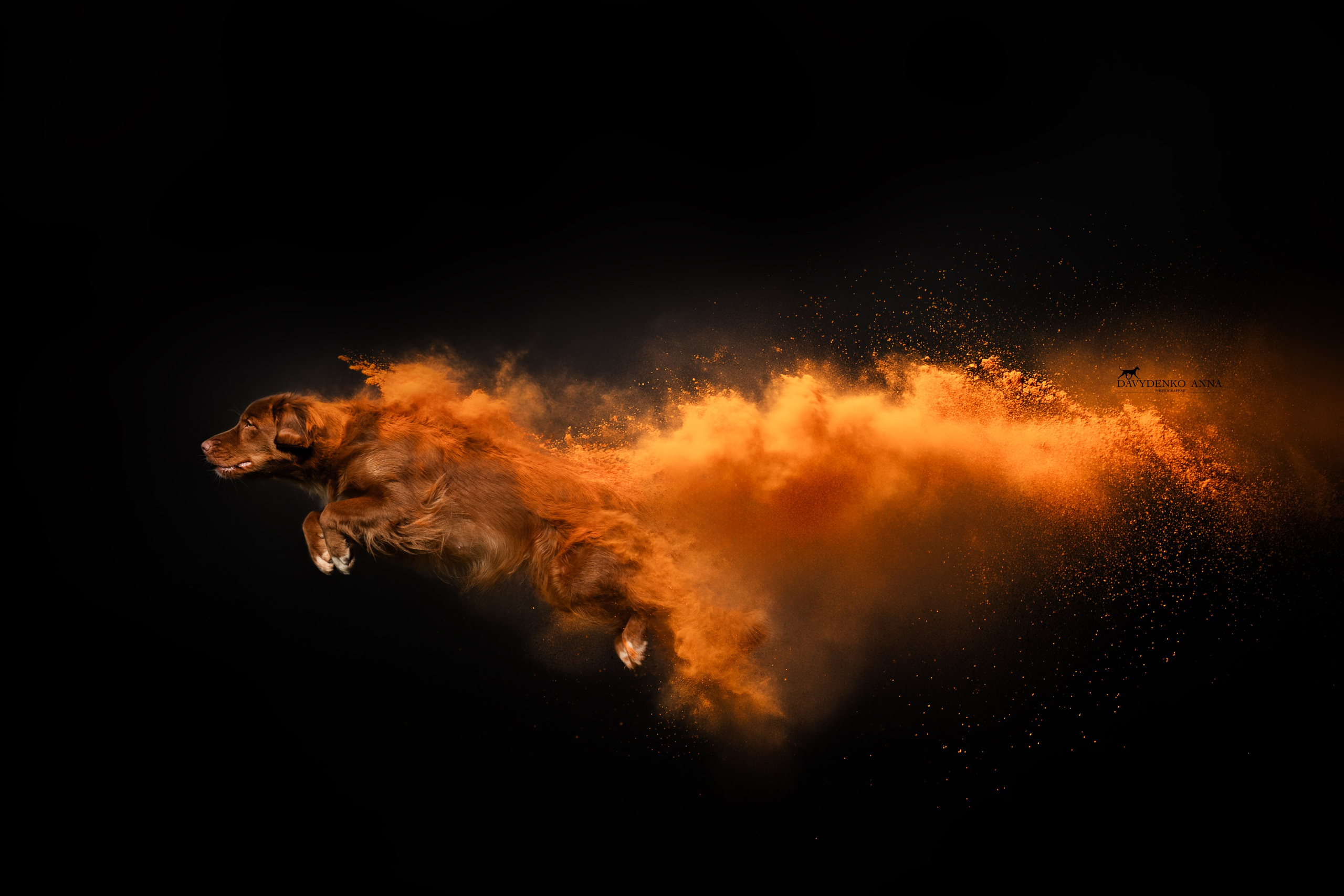 фотосессия с собакой Краснодар 