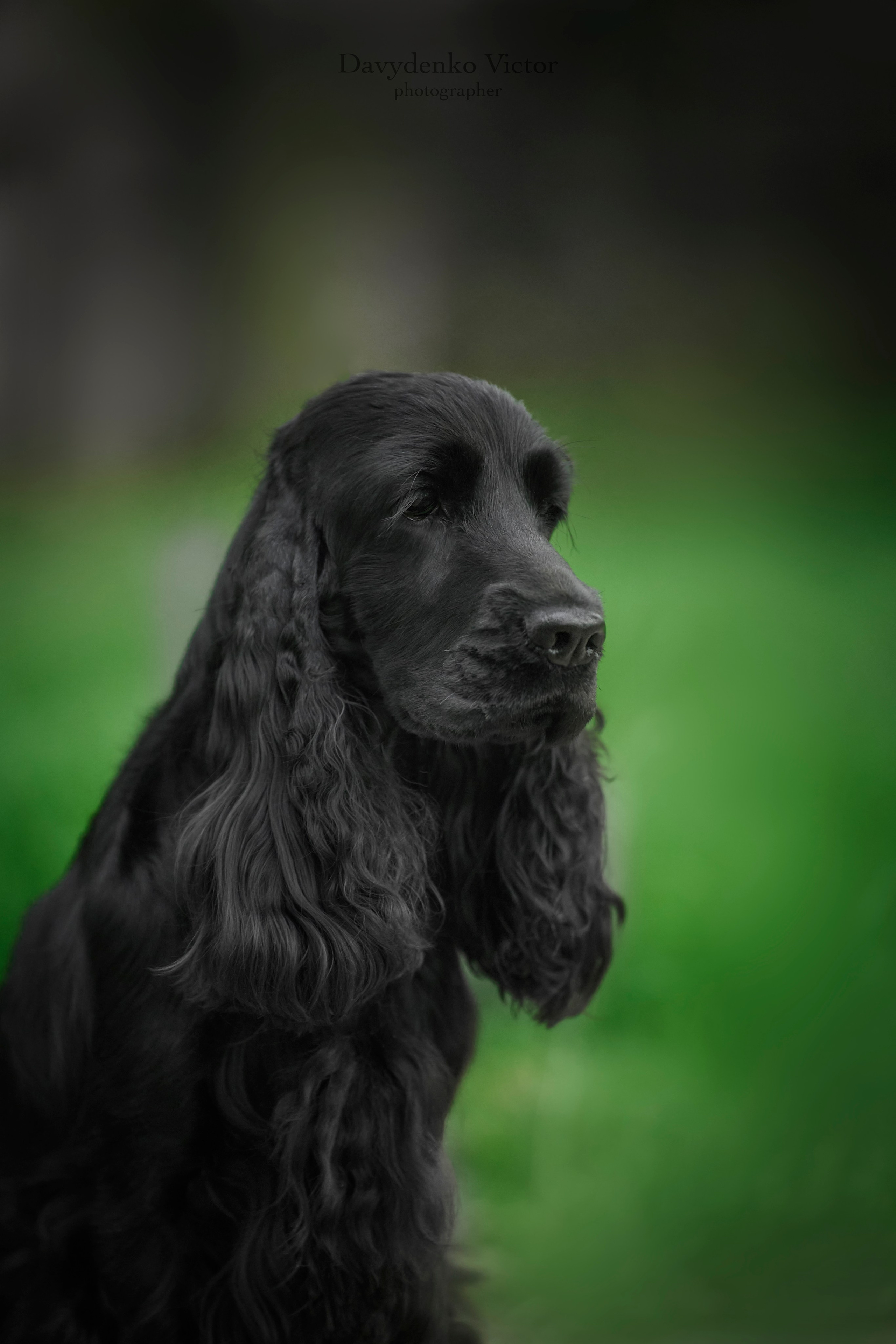 фотосессия собак краснодар выставка собак фотограф анималист сочи  - кокер спаниель
