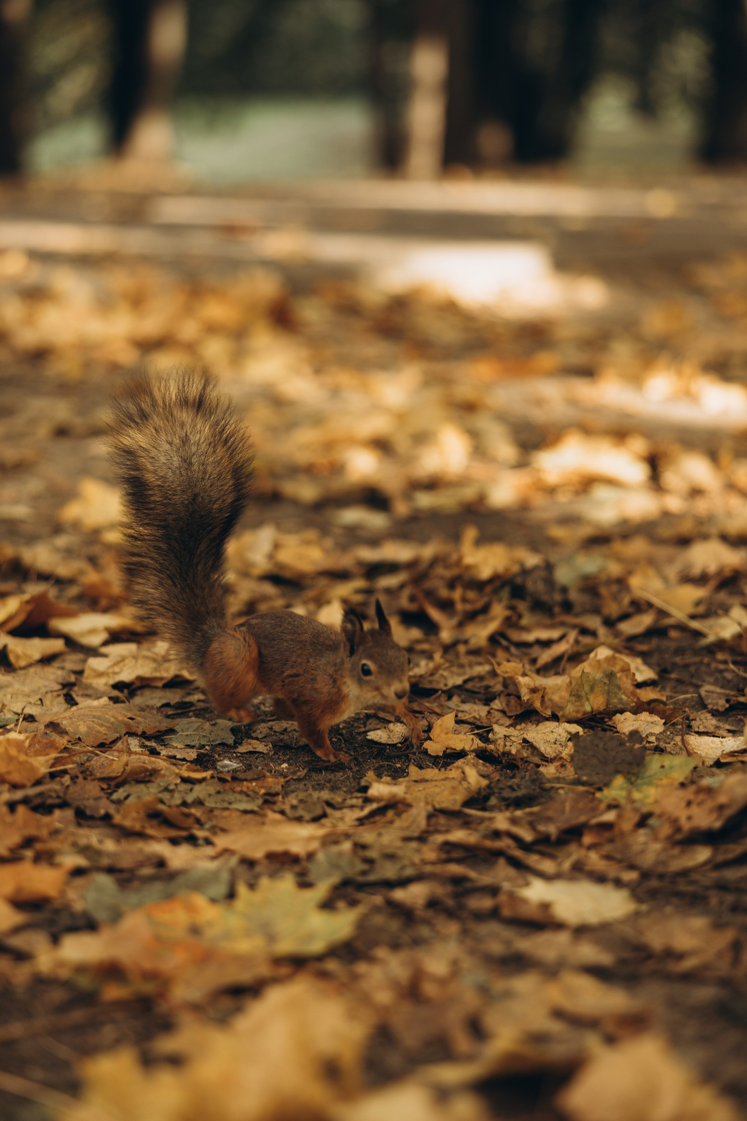 Оля. Семейный фотограф в Москве Виктория Ястребинская