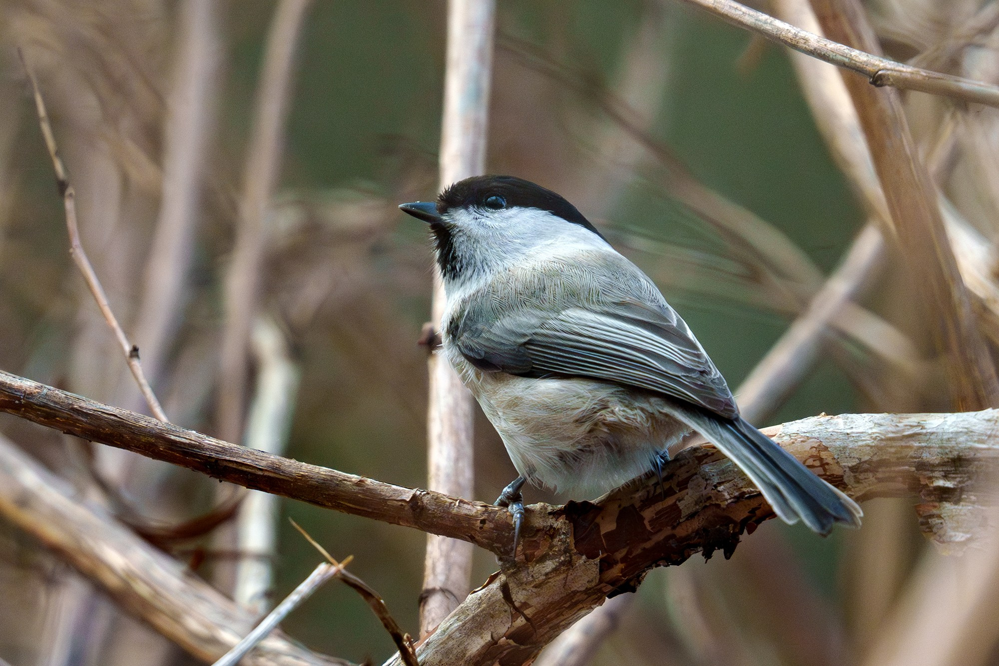 Удивительные мир птиц. Вокруг нас столько прекрасного — присмотритесь!. Ваш личный фотограф Марина Волкова
