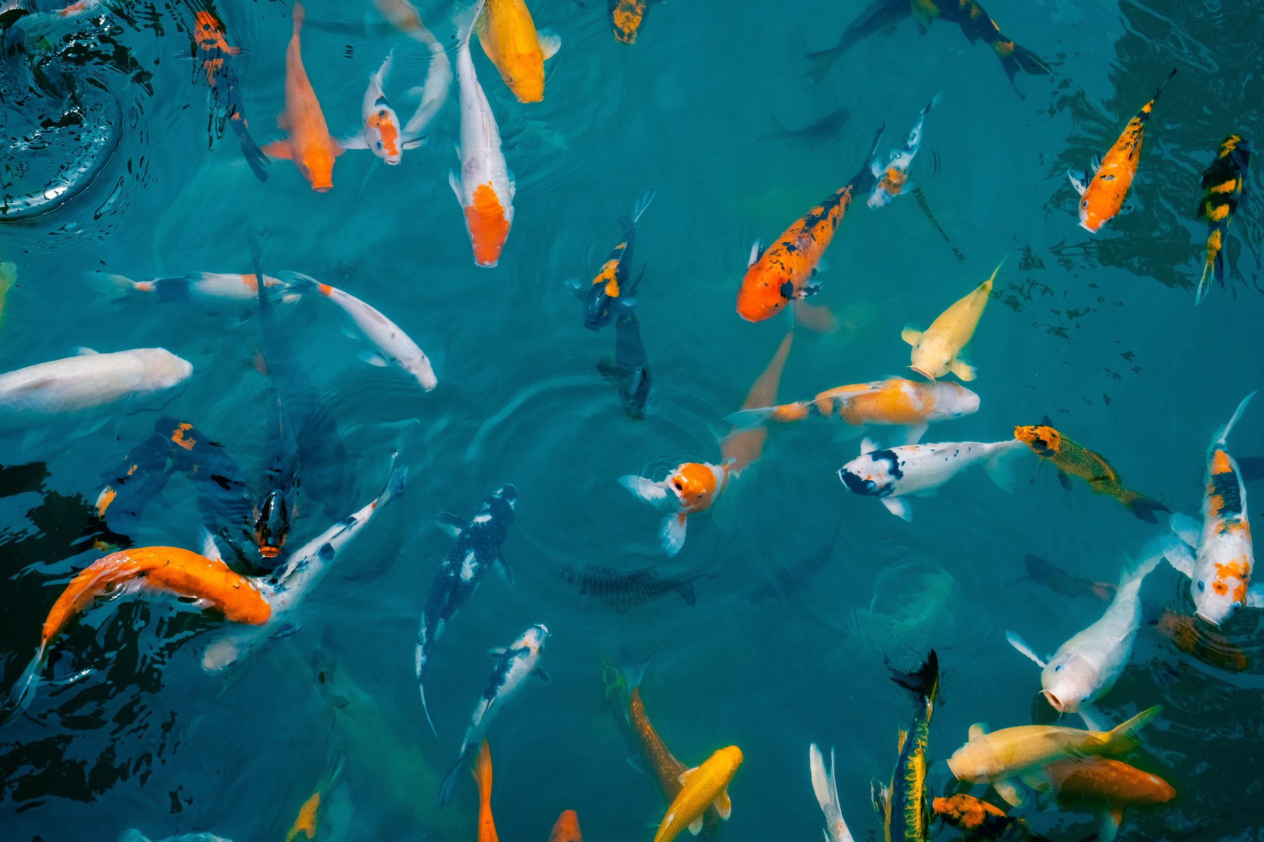 Тайланд. Фотограф Алиса Аспер