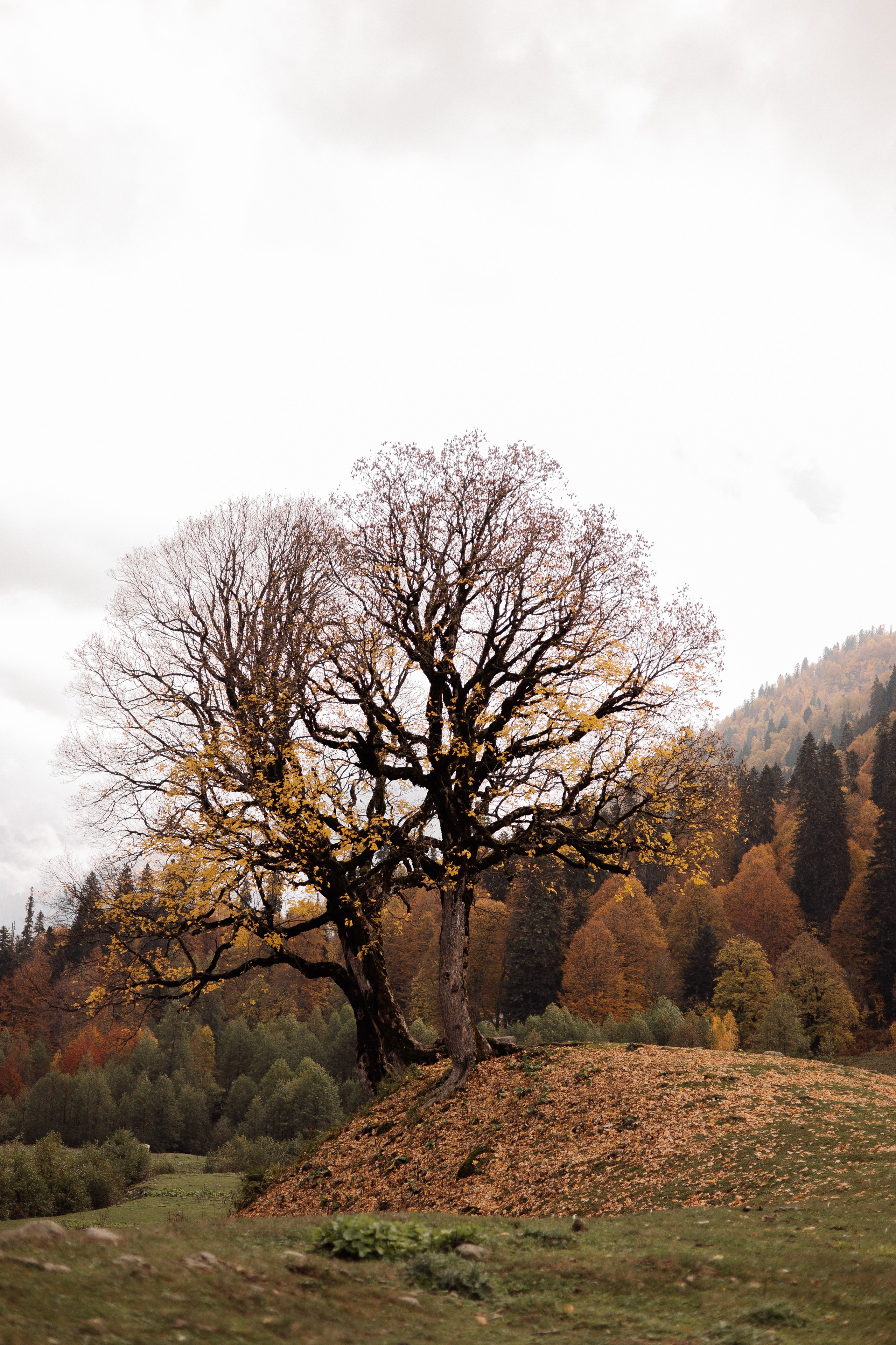 Рита (Абхазия). Семейный свадебный фотограф Семен Егоров