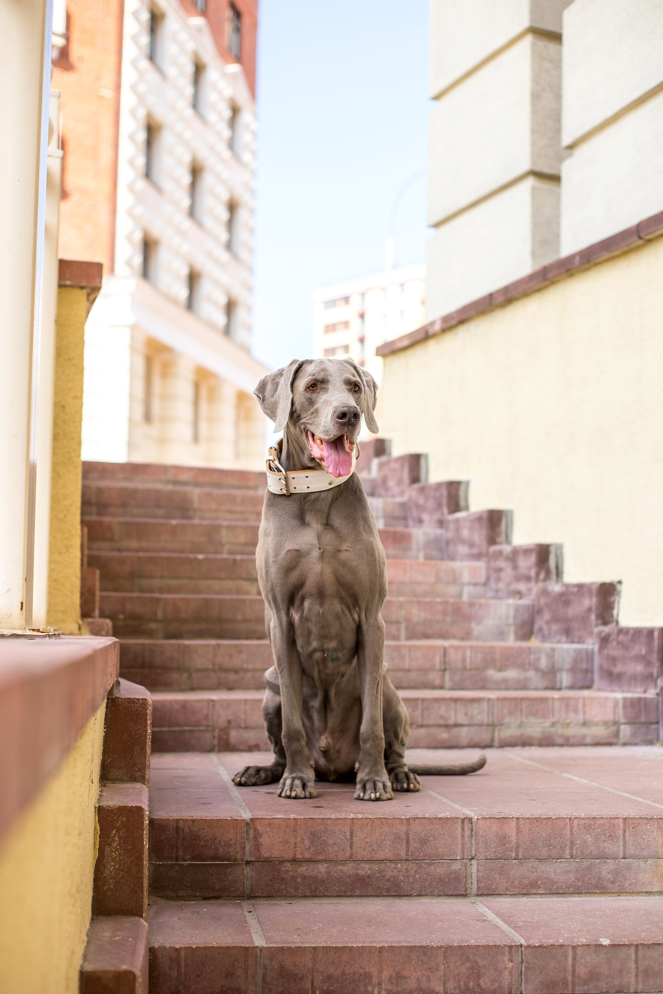 Евгения и Данте. Https://moshkovaphoto.ru/