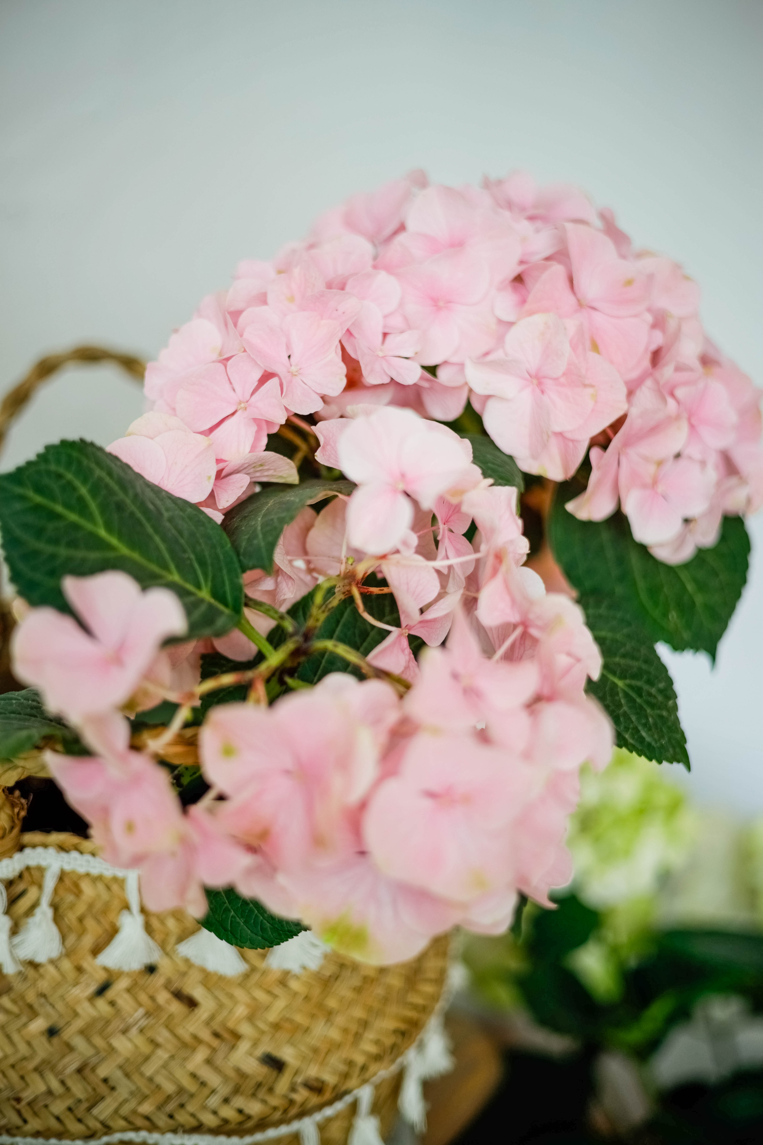 Family Татьяна. Фотограф Екатерина Разинкова