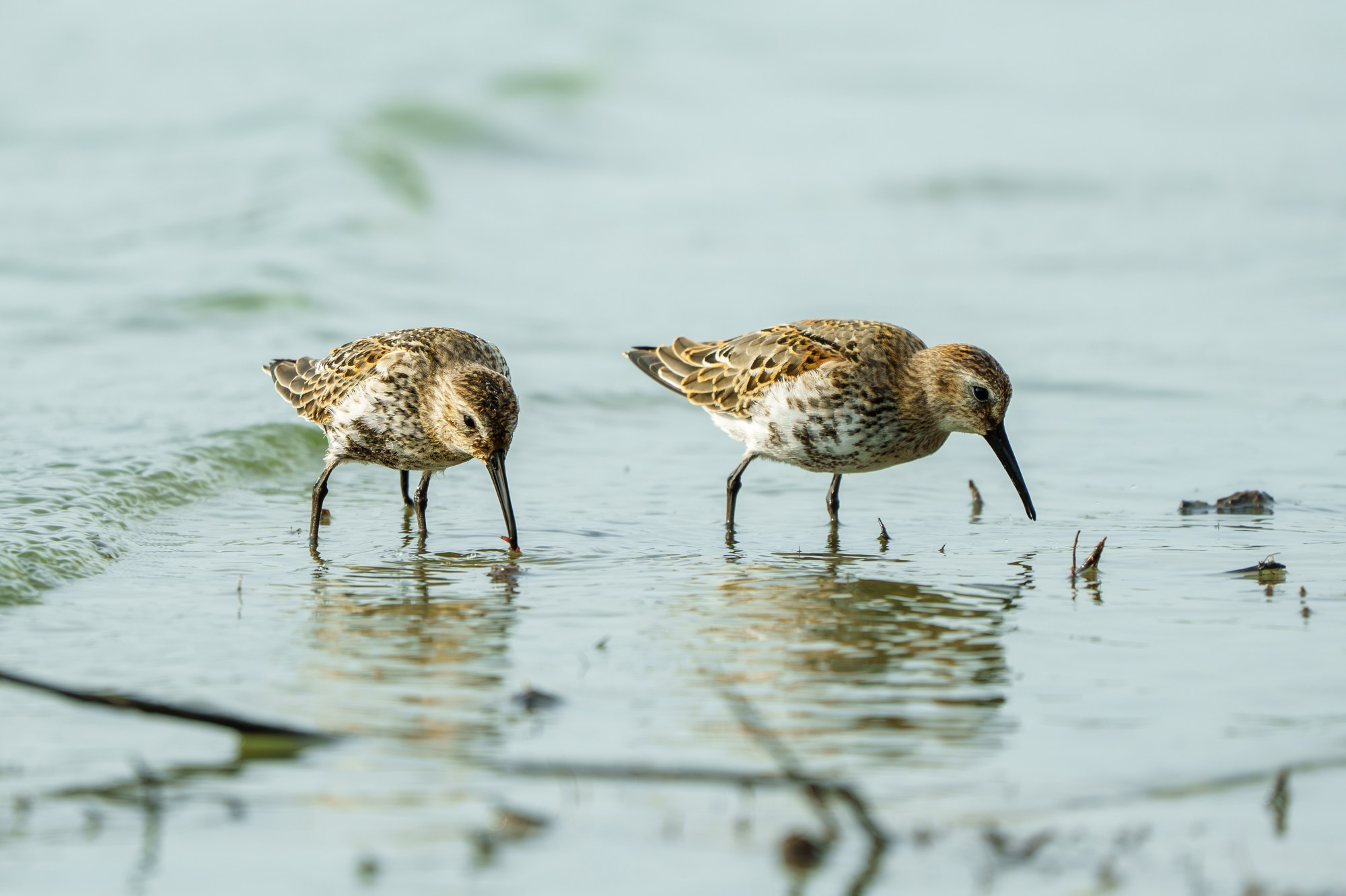 Удивительные мир птиц. Вокруг нас столько прекрасного — присмотритесь!. Ваш личный фотограф Марина Волкова