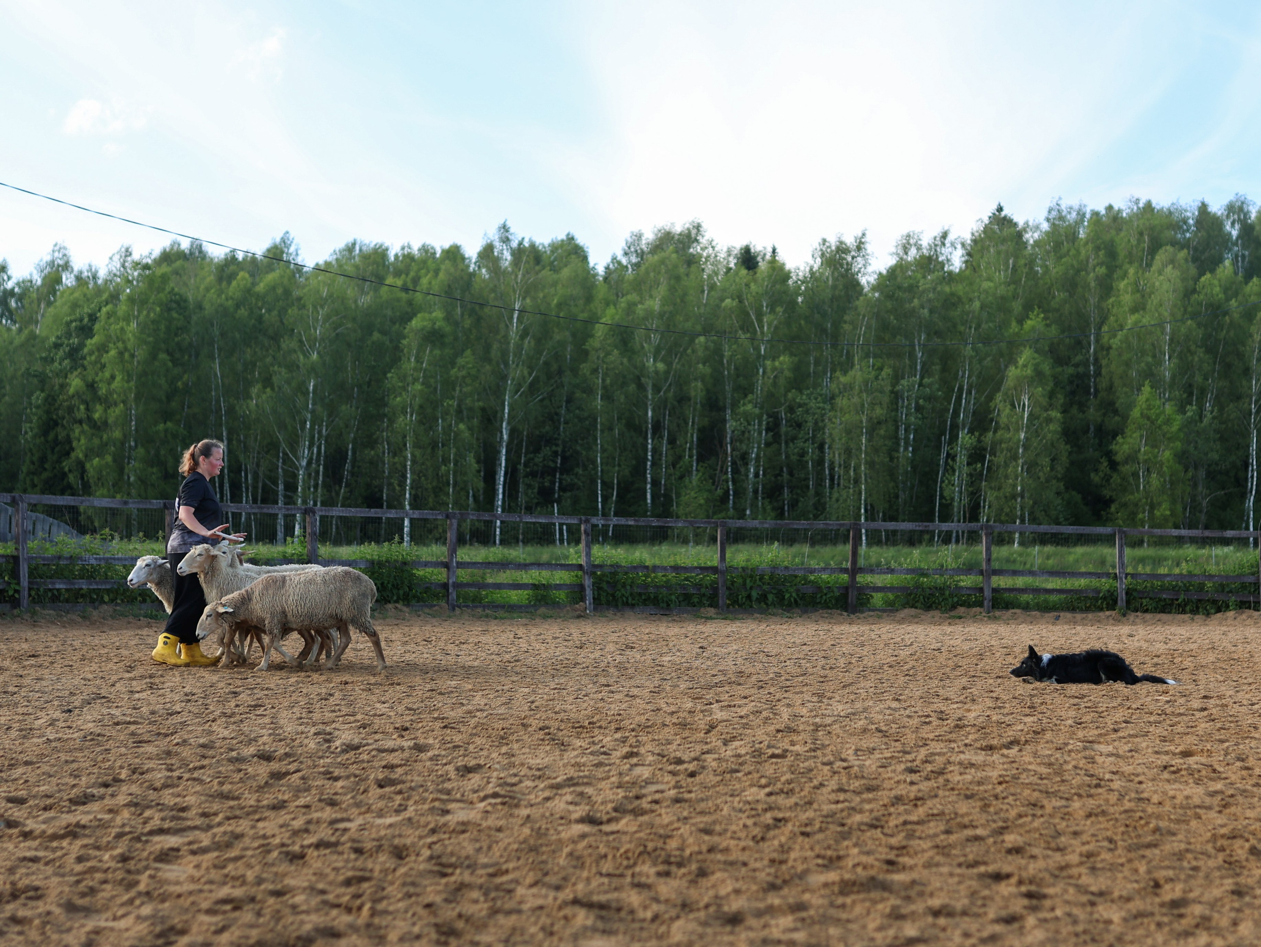 Пастьба. Фотограф-анималист в Москве Кириллова Татьяна