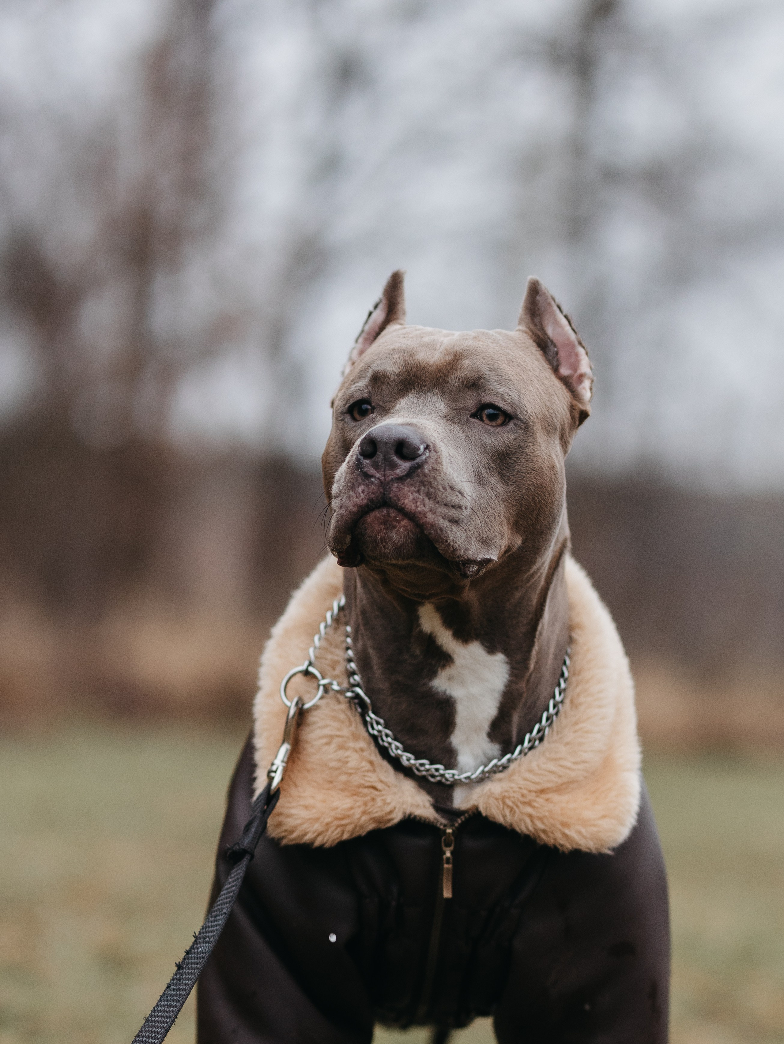 Зевс и Мария. Фотограф-анималист в Москве Кириллова Татьяна