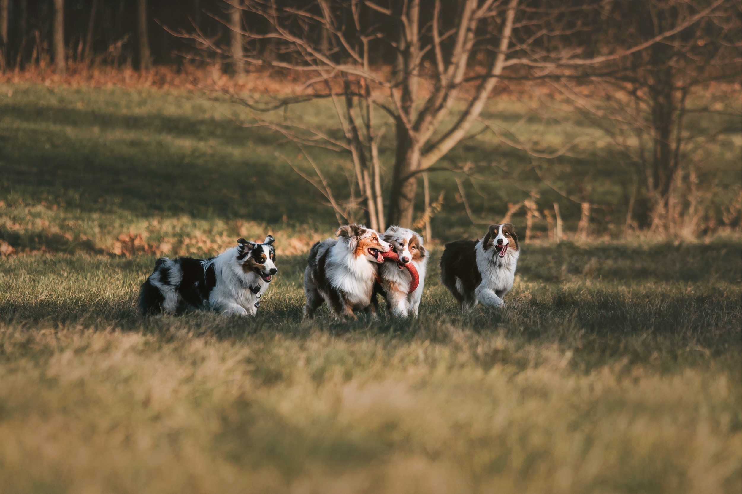 Аусси встреча. Фотограф-анималист Елена Радченко, Москва
