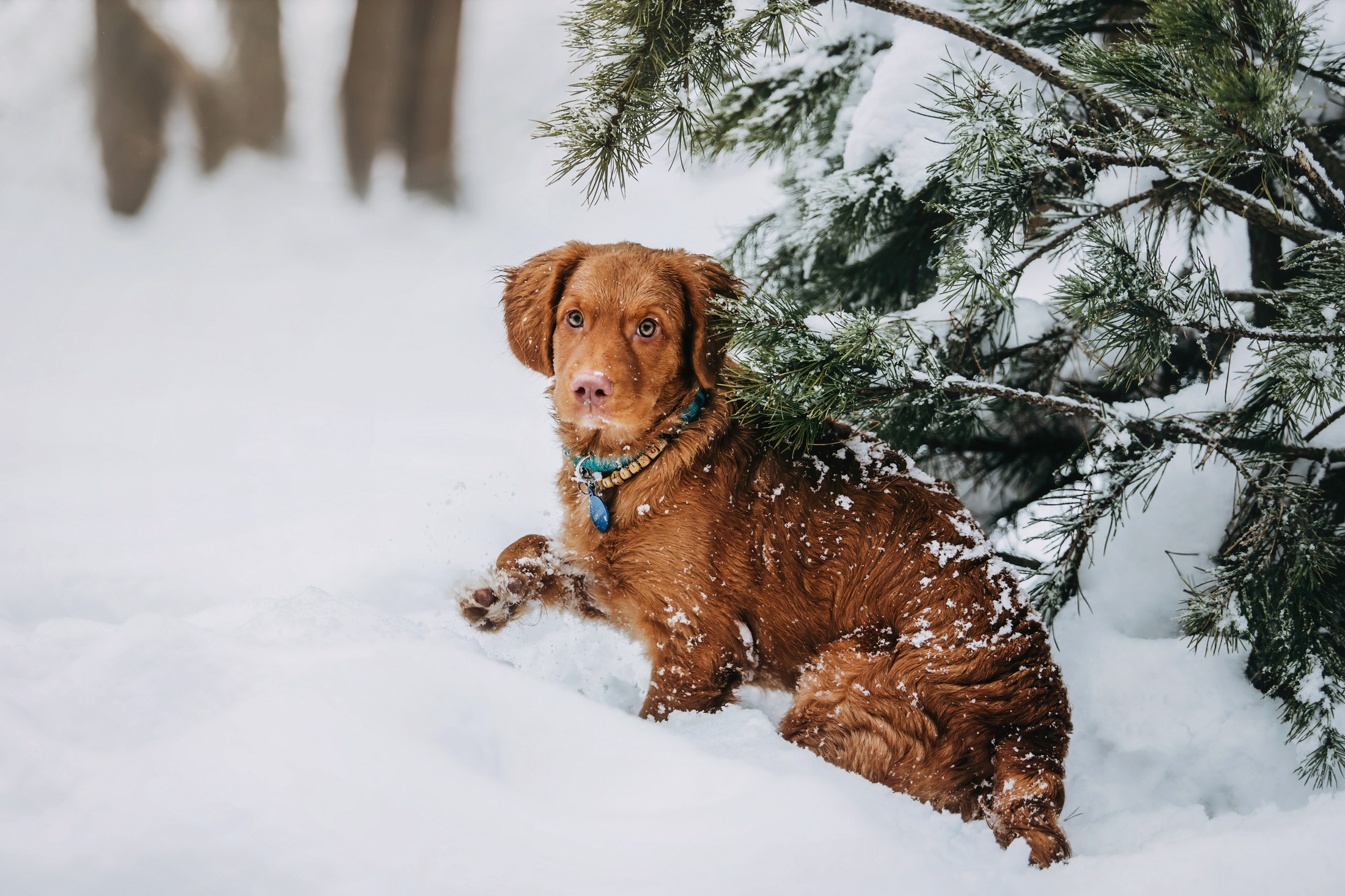 Бублик. Фотограф-анималист Елена Радченко, Москва