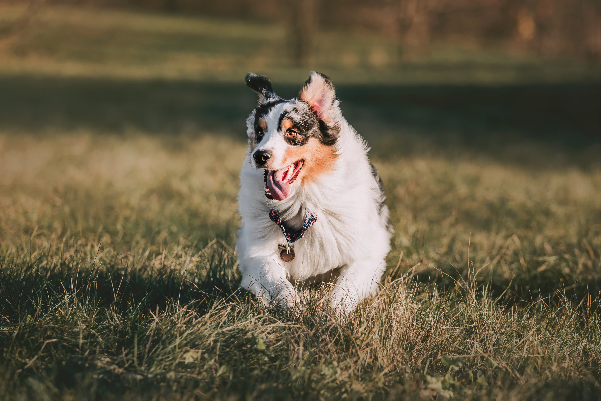 Аусси встреча. Фотограф-анималист Елена Радченко, Москва