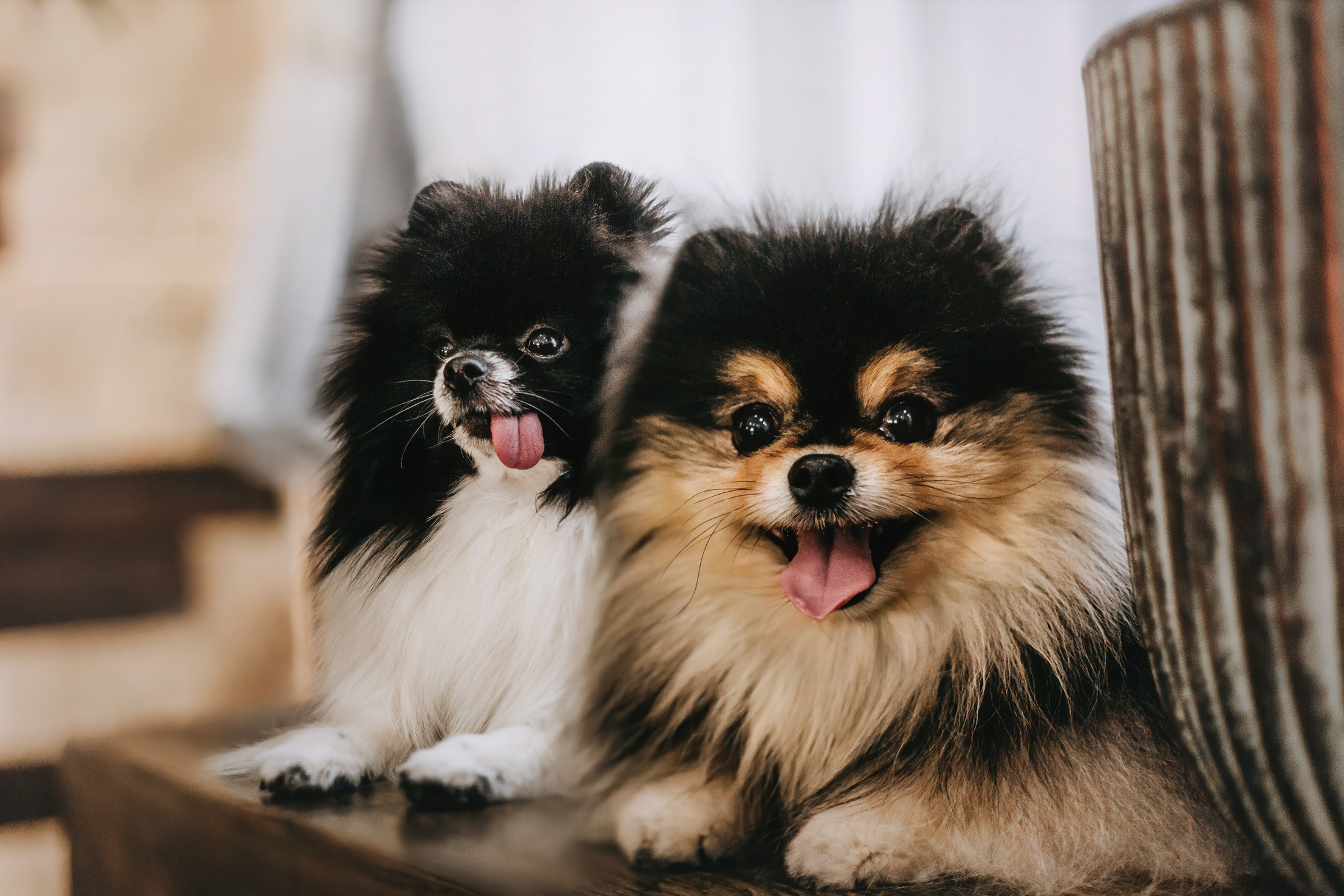 Шпицы. Фотограф-анималист Елена Радченко, Москва