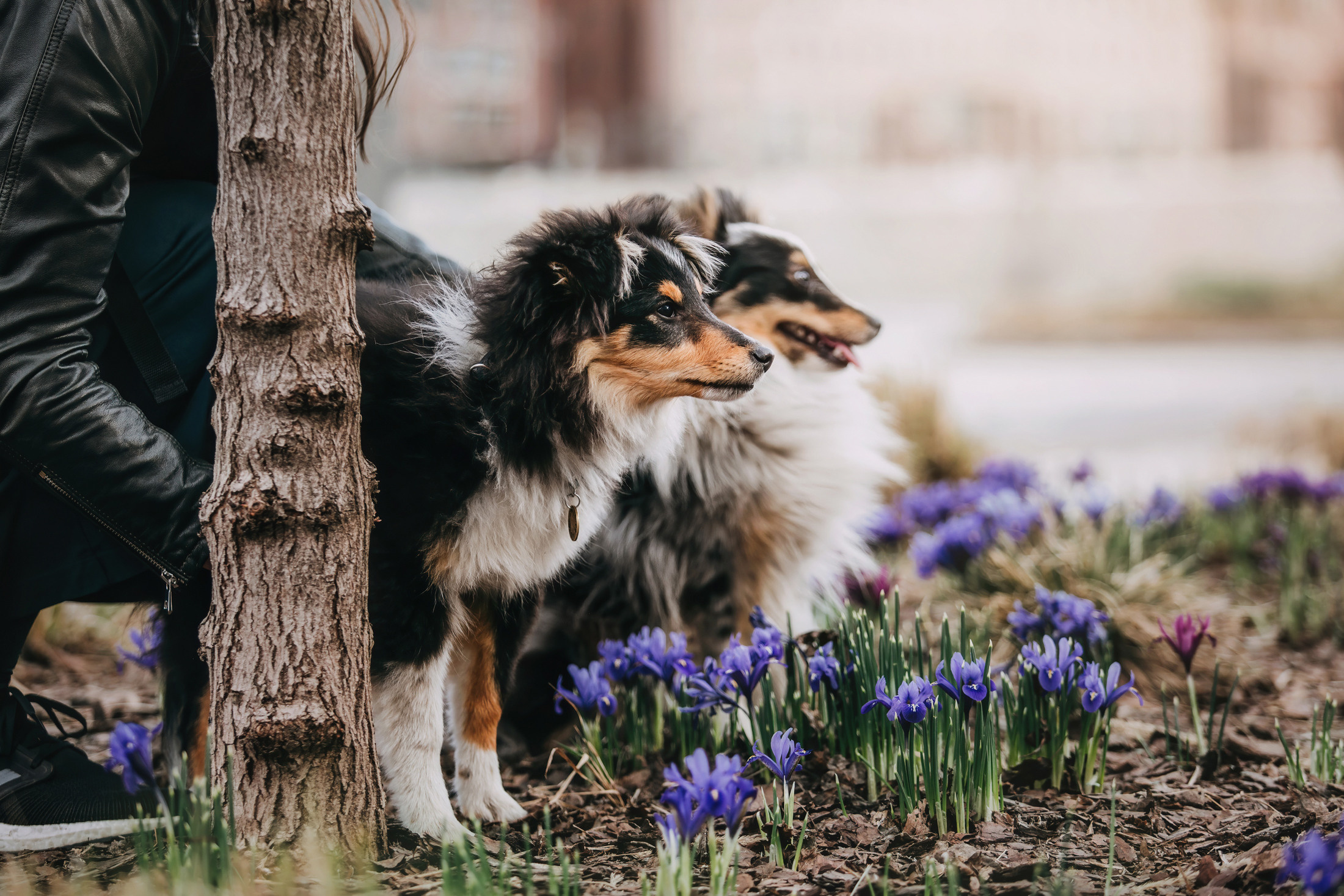 Патрик и Руфус. Фотограф-анималист Елена Радченко, Москва