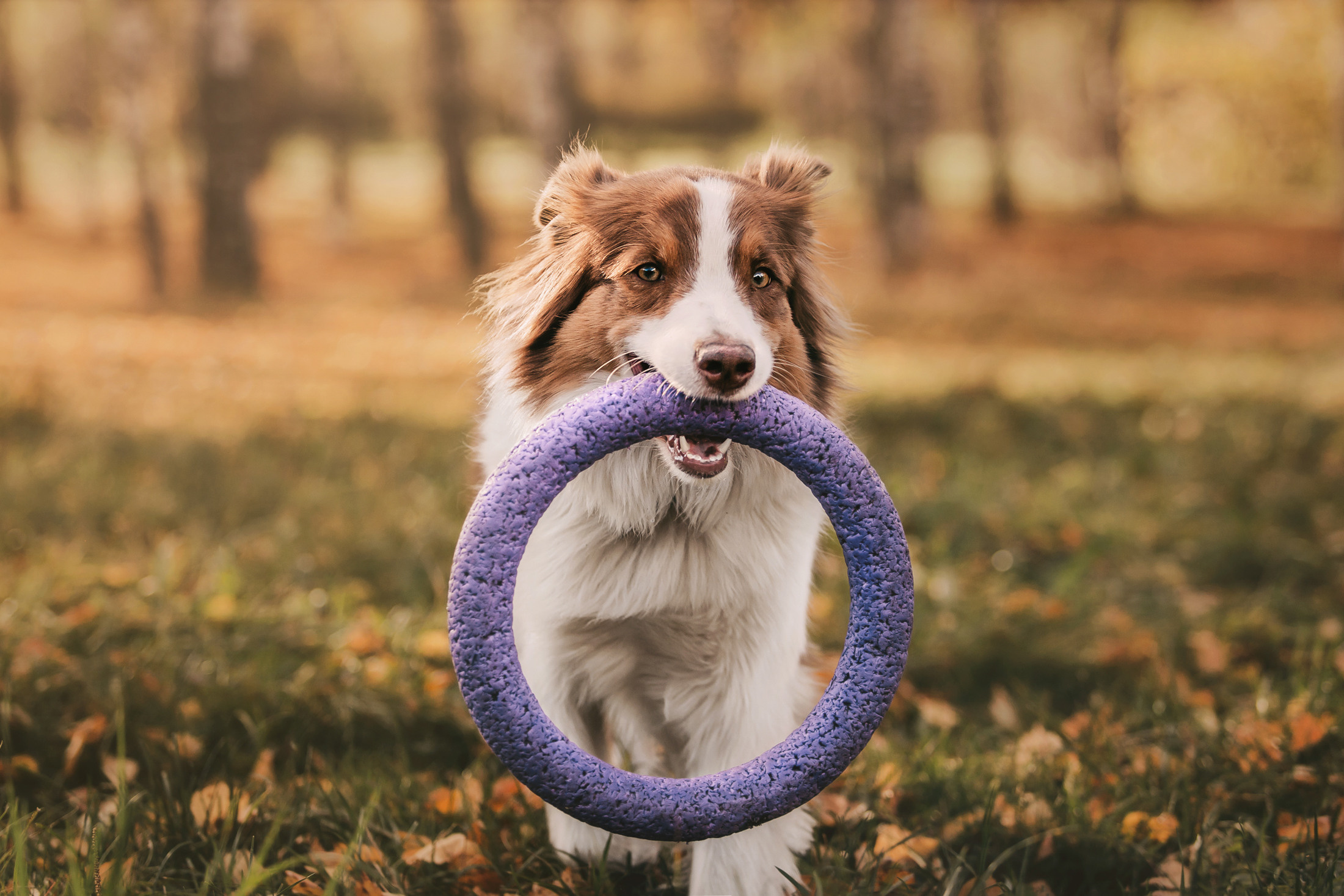 Тася и Морошка. Фотограф-анималист Елена Радченко, Москва