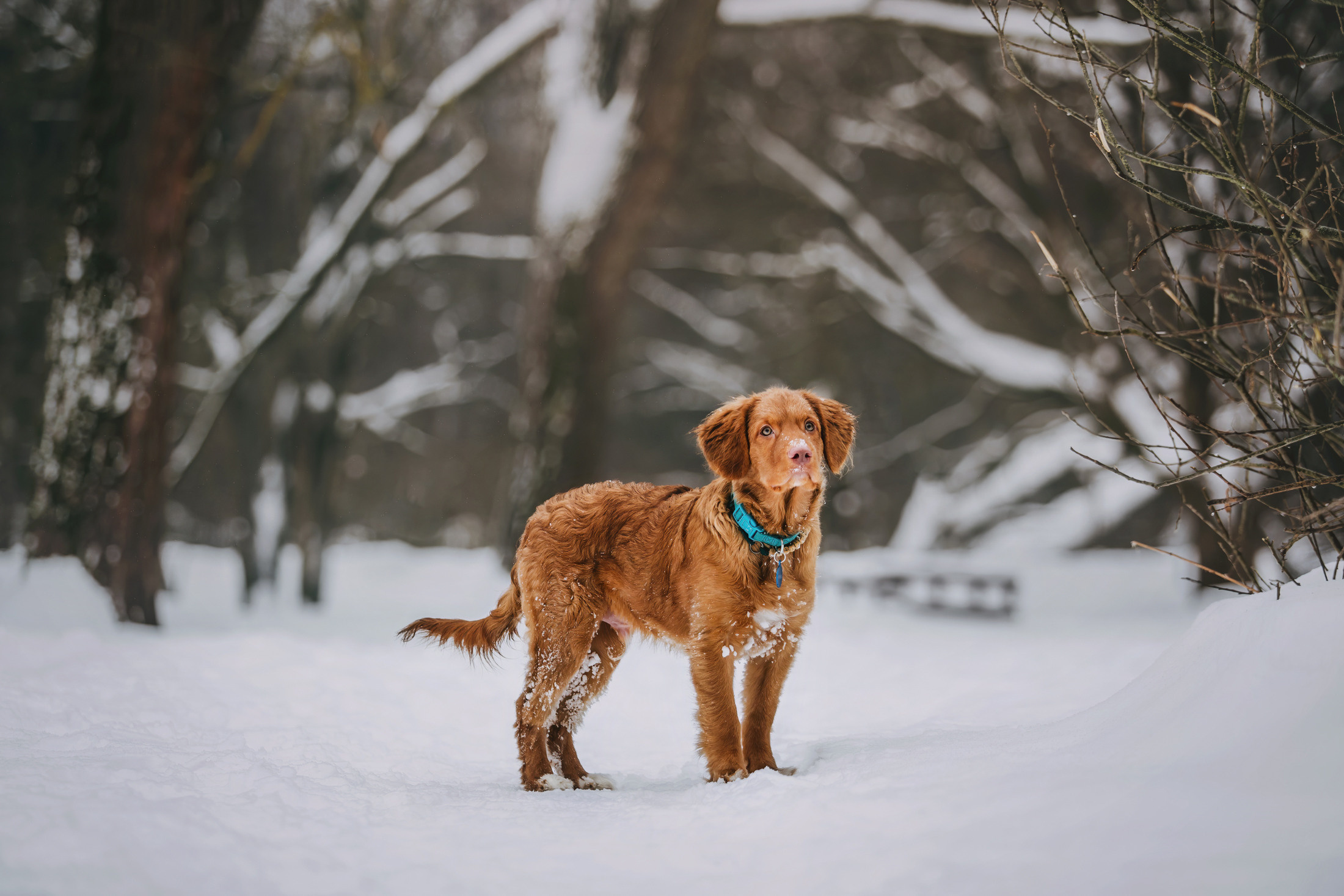 Бублик. Фотограф-анималист Елена Радченко, Москва