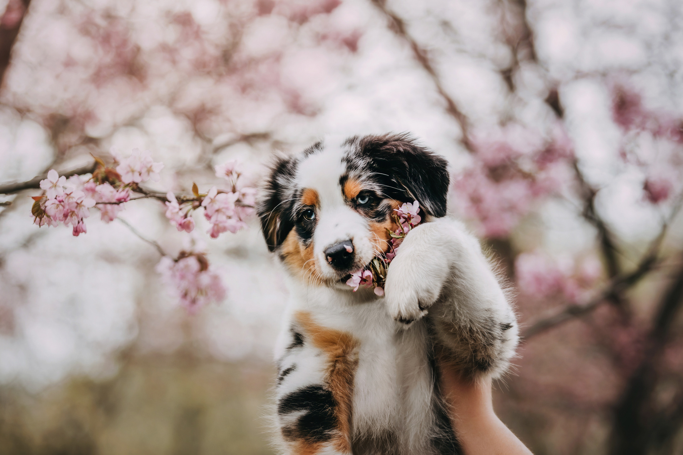 Цири. Фотограф-анималист Елена Радченко, Москва