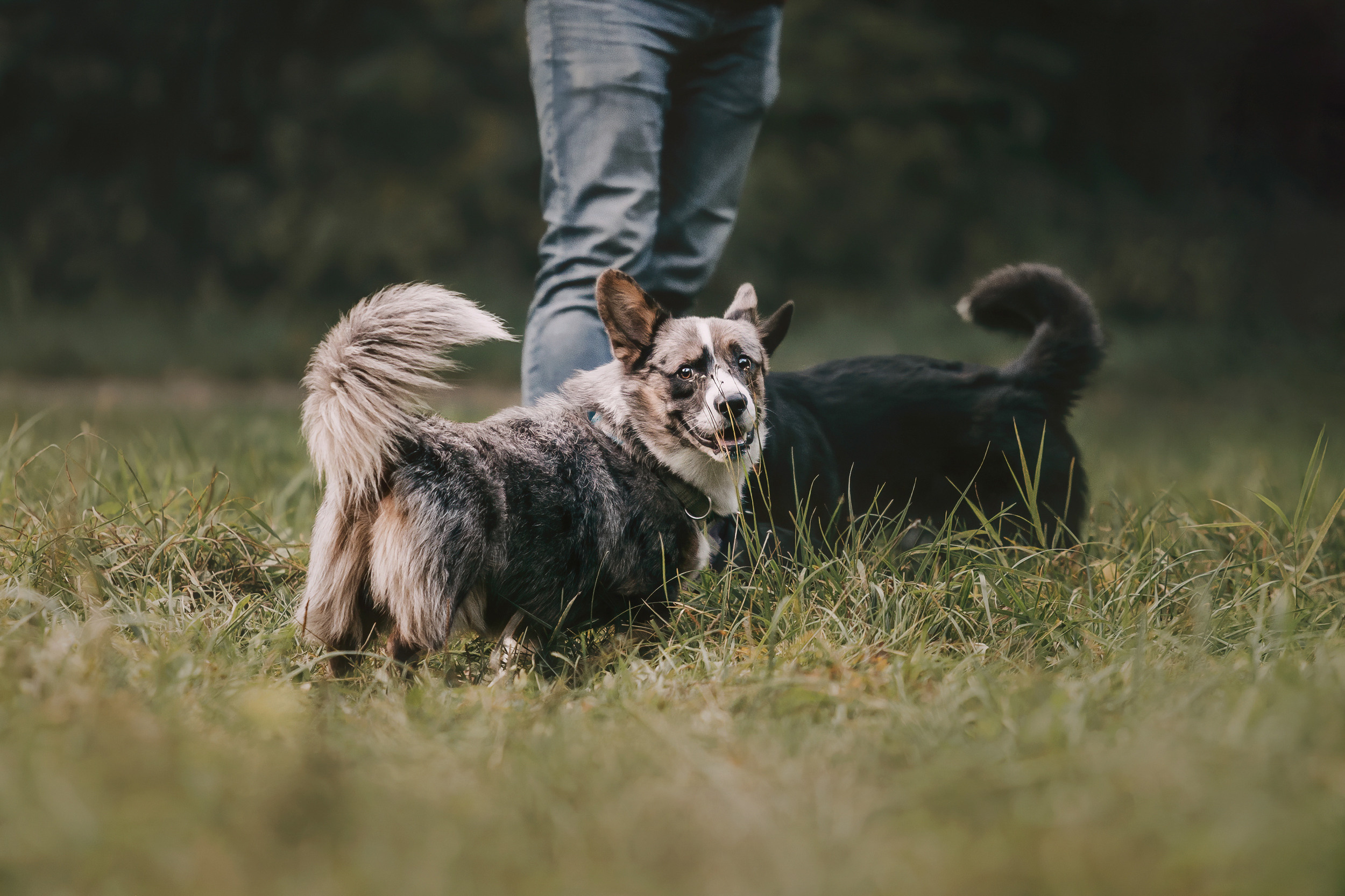 Корги встреча. Фотограф-анималист Елена Радченко, Москва