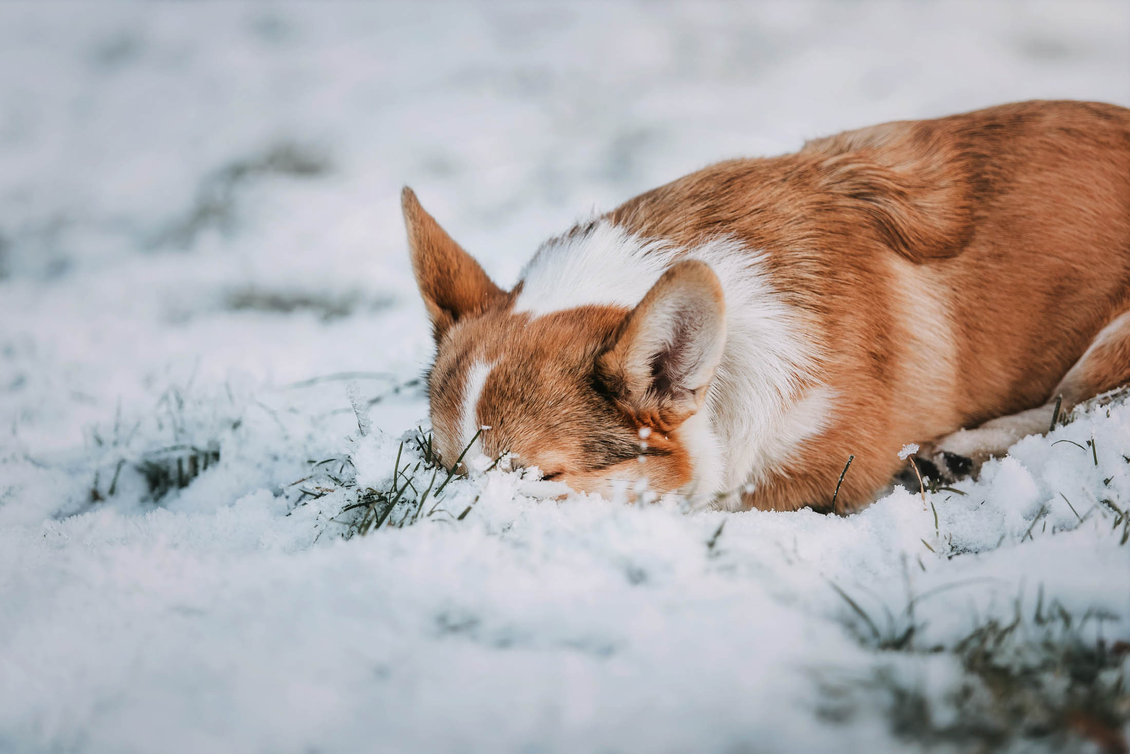 Вилланель. Фотограф-анималист Елена Радченко, Москва