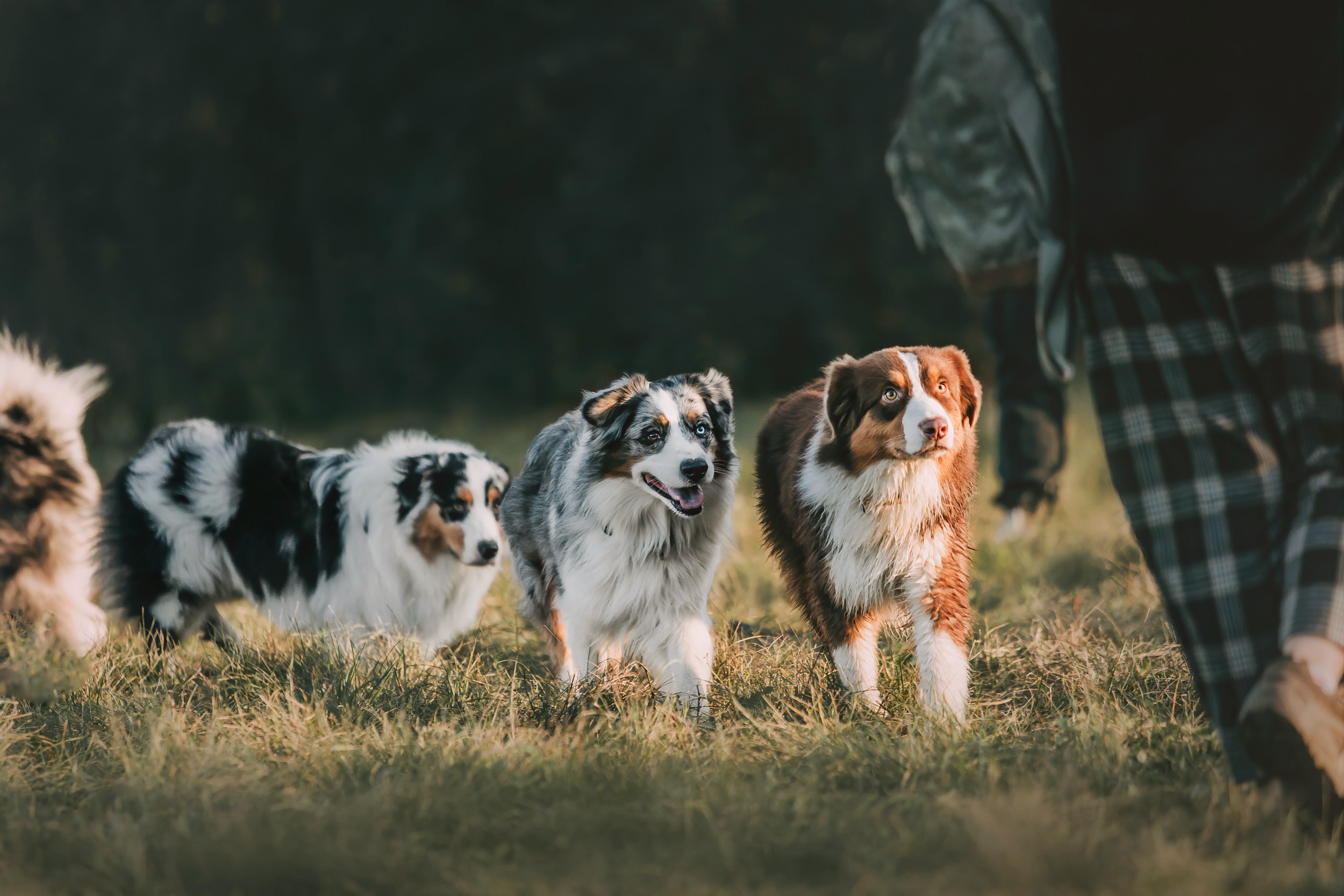 Аусси встреча. Фотограф-анималист Елена Радченко, Москва