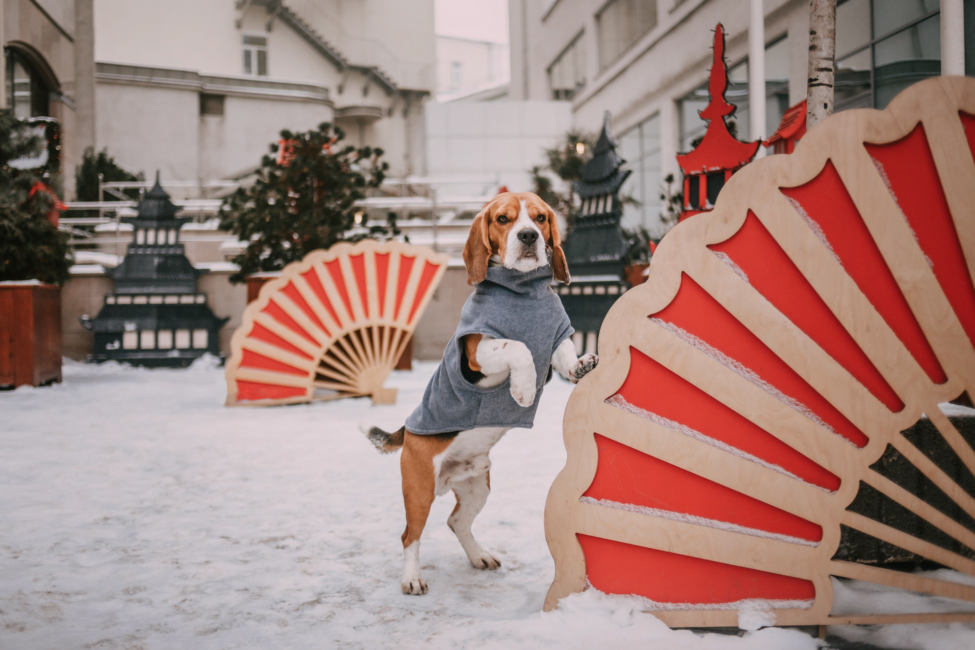 Марина и Дэй. Фотограф-анималист Елена Радченко, Москва
