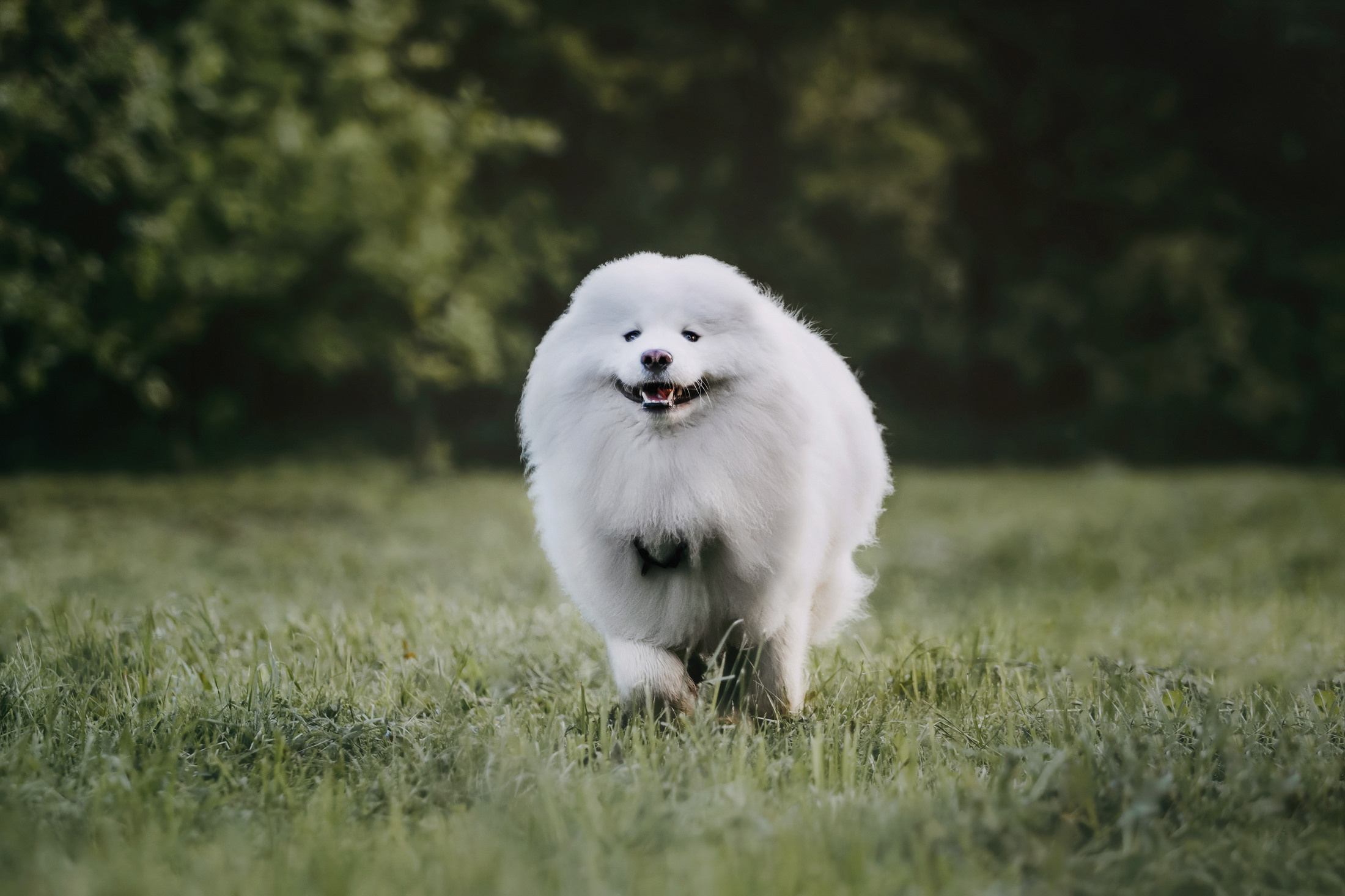 Эффи. Фотограф-анималист Елена Радченко, Москва