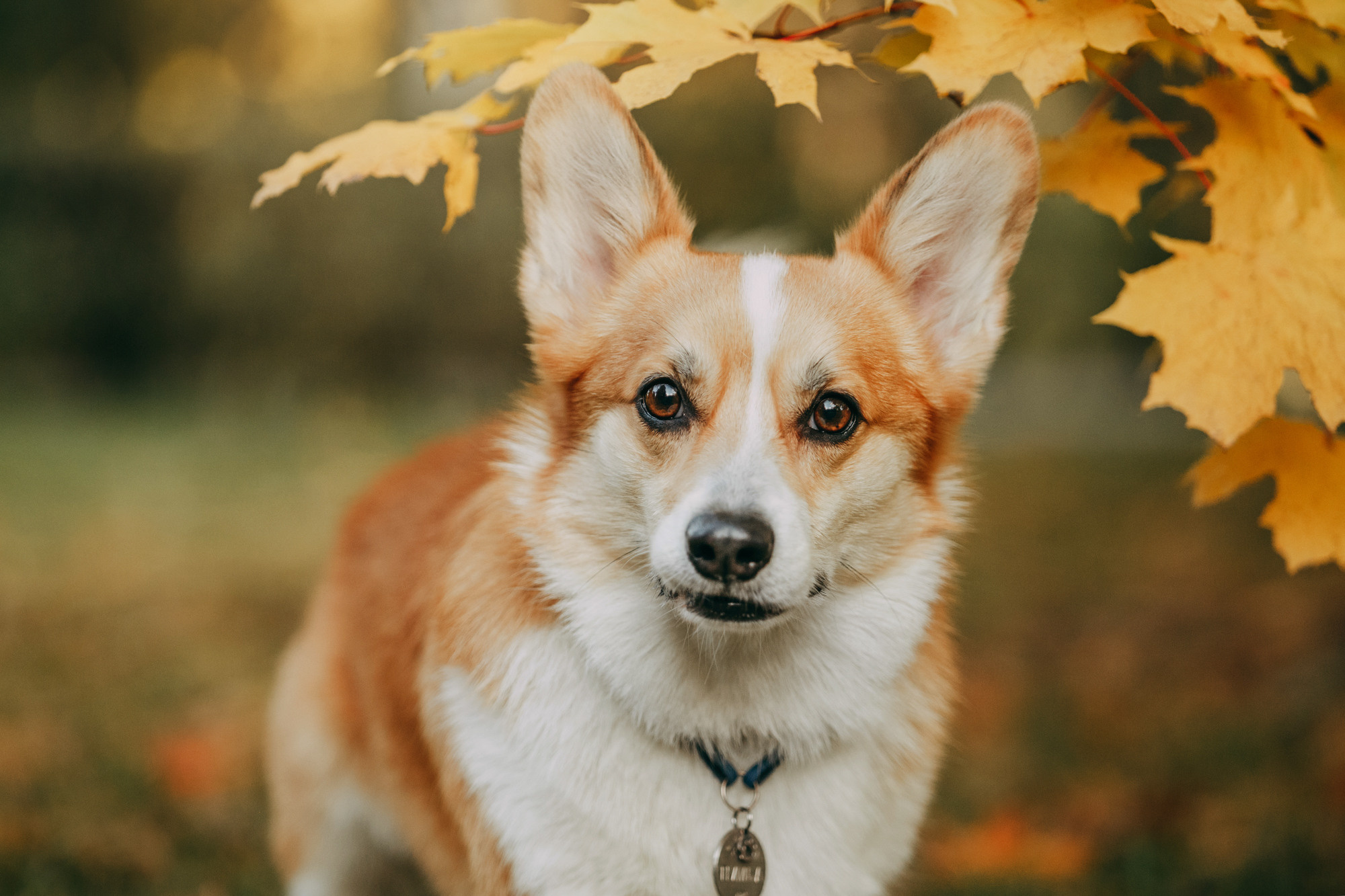 Настя и Пумба. Фотограф-анималист Елена Радченко, Москва