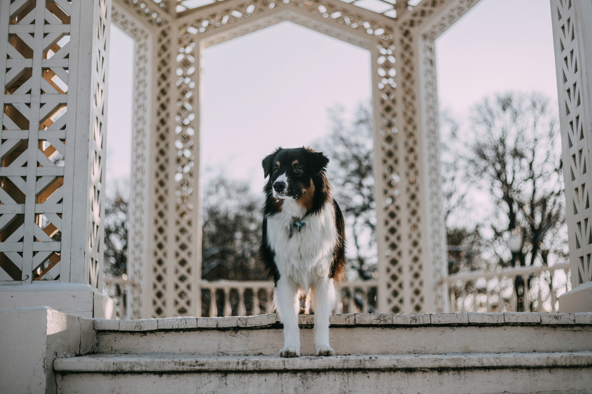 Анна и Чарли. Фотограф-анималист Елена Радченко, Москва